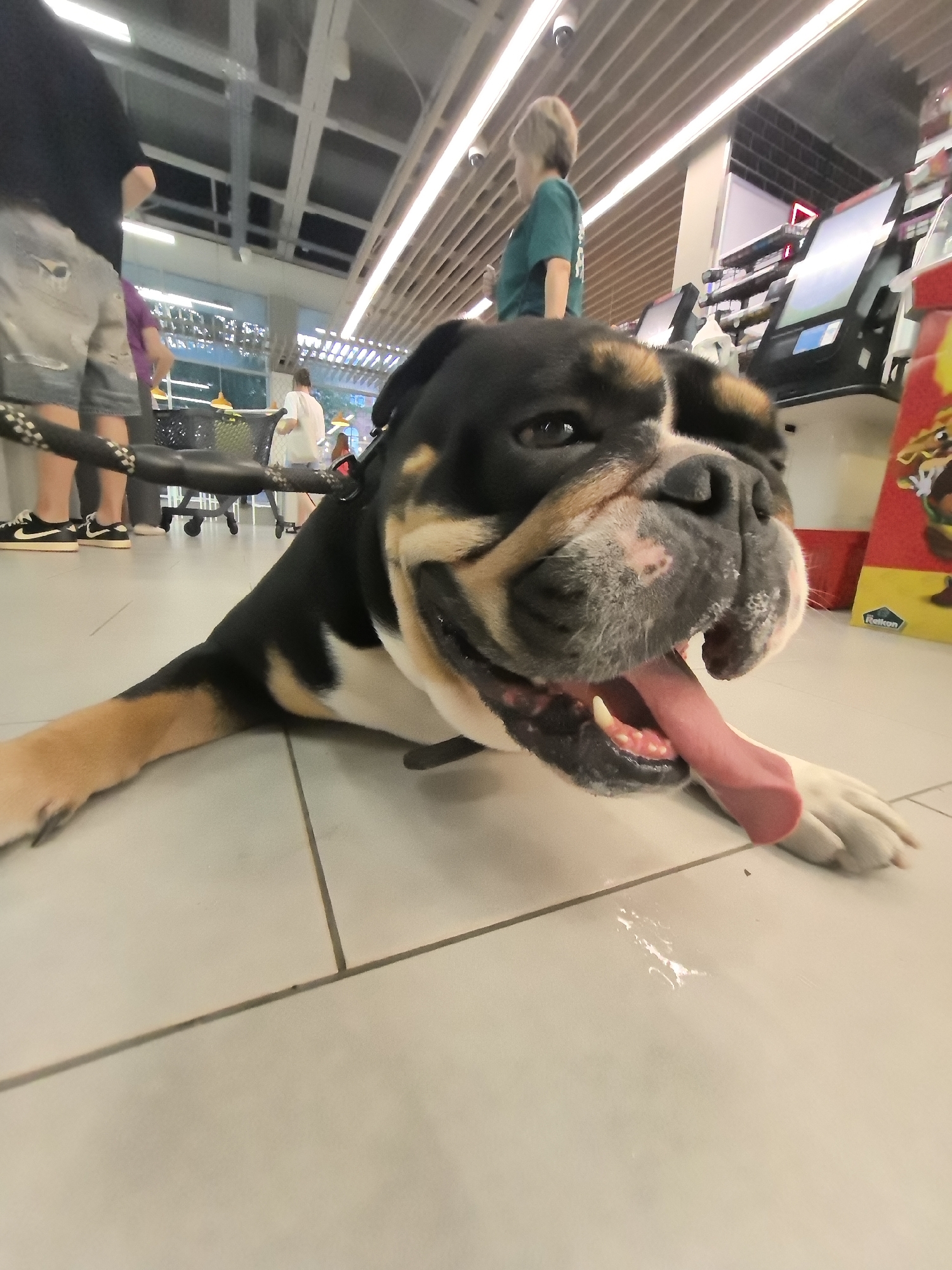 Bulldog lounging on tiled floor inside Nizhny Novgorod supermarket