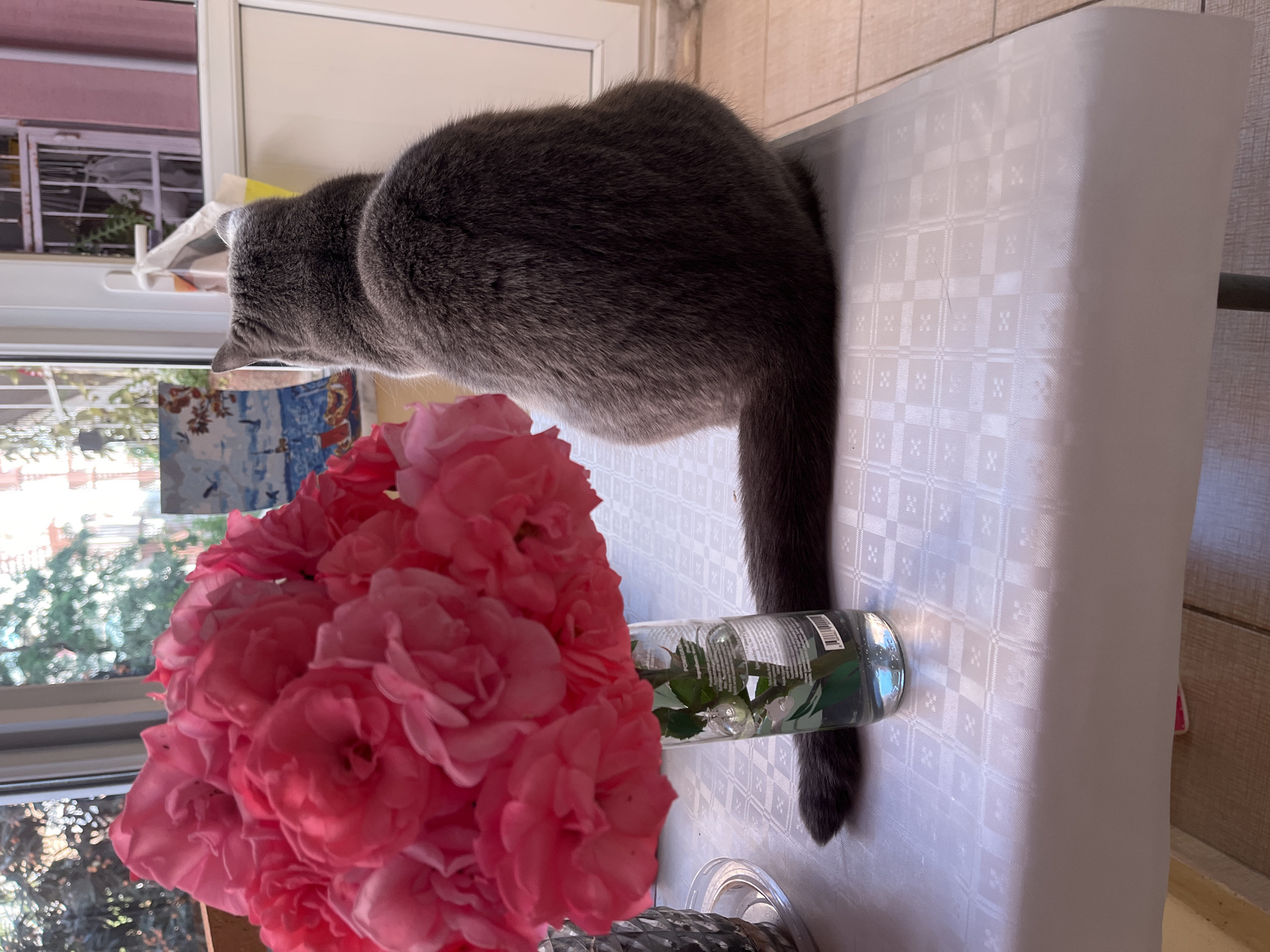 Gray cat photographed with pink roses indoors in Alanya