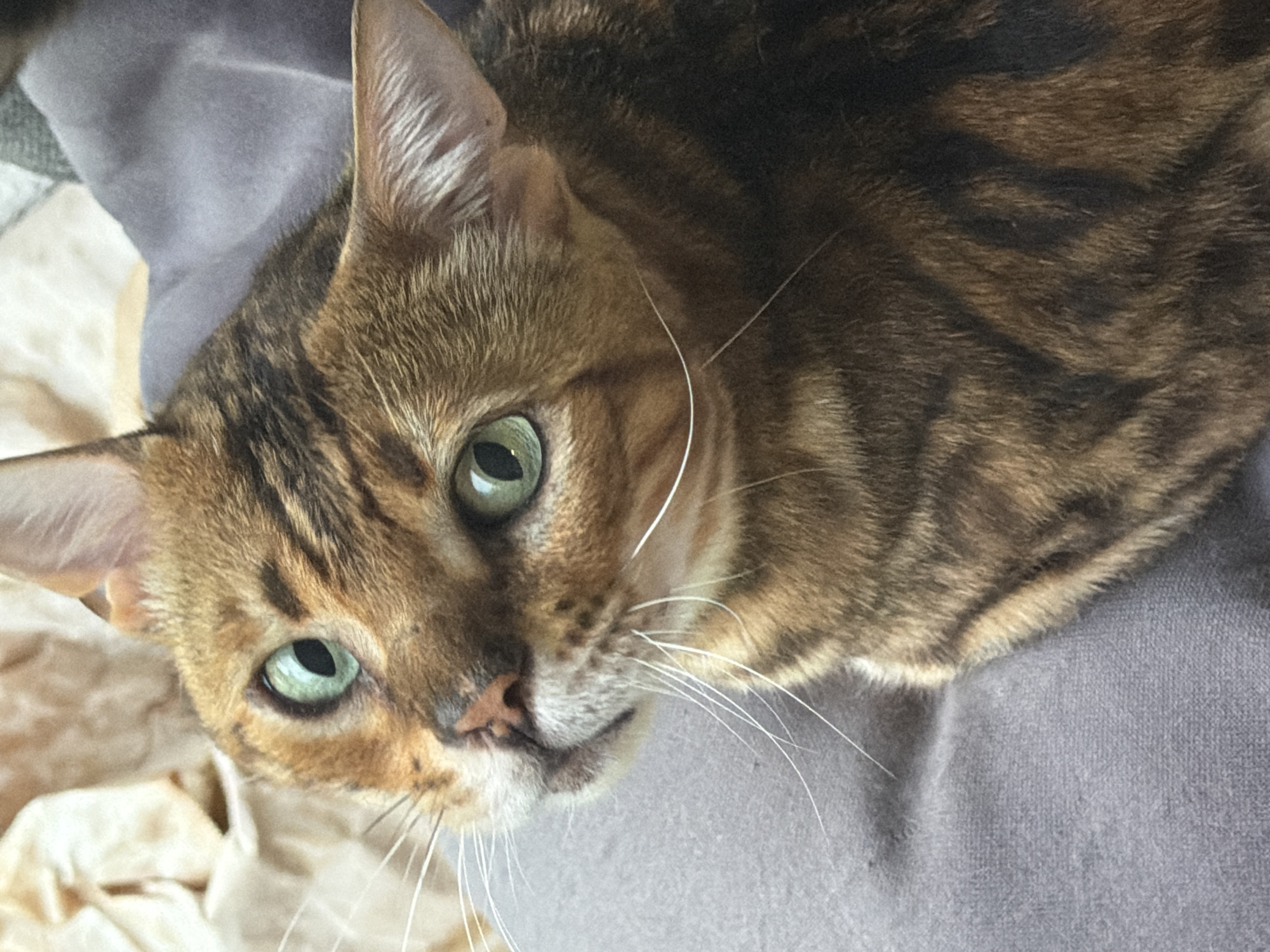 Bengal cat lounging and being held in Garmisch-Partenkirchen