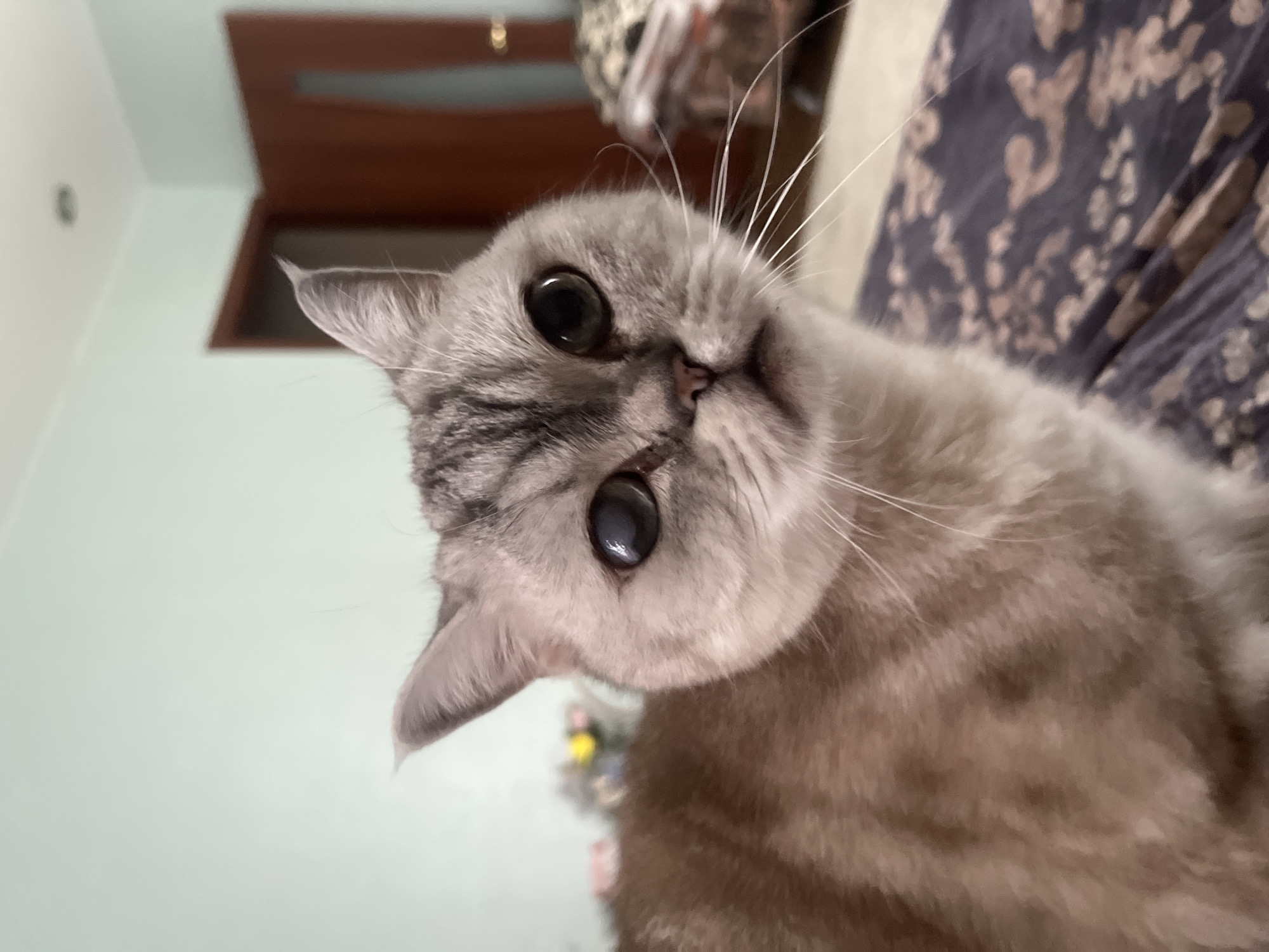 Cats, pilaf, and a slow morning in at home in Kazan