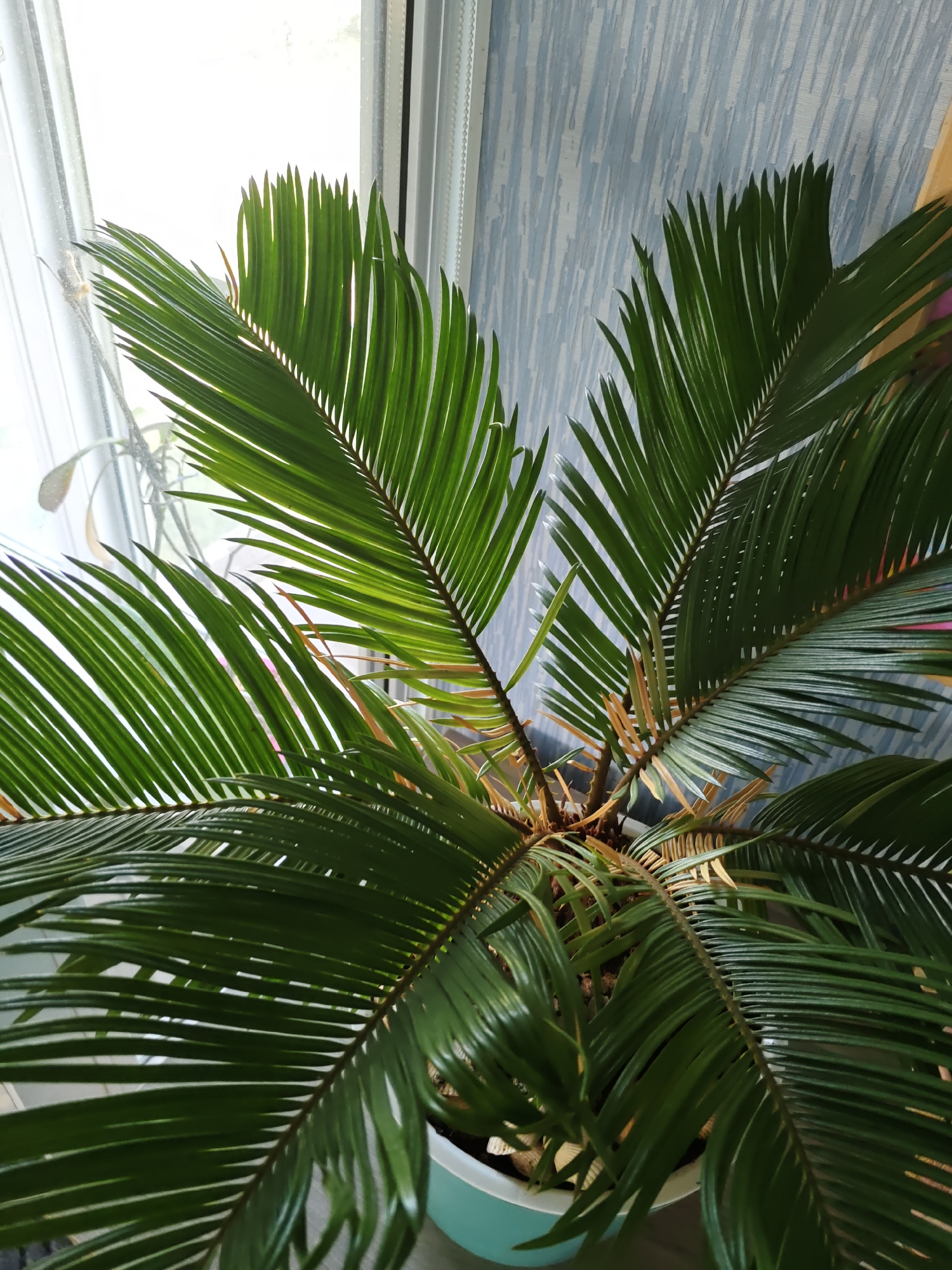 Houseplants, dolls, and everyday objects inside a Rostov apartment