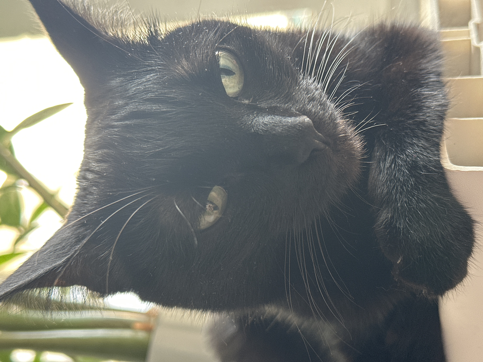 Black cat with green eyes observed indoors during early morning