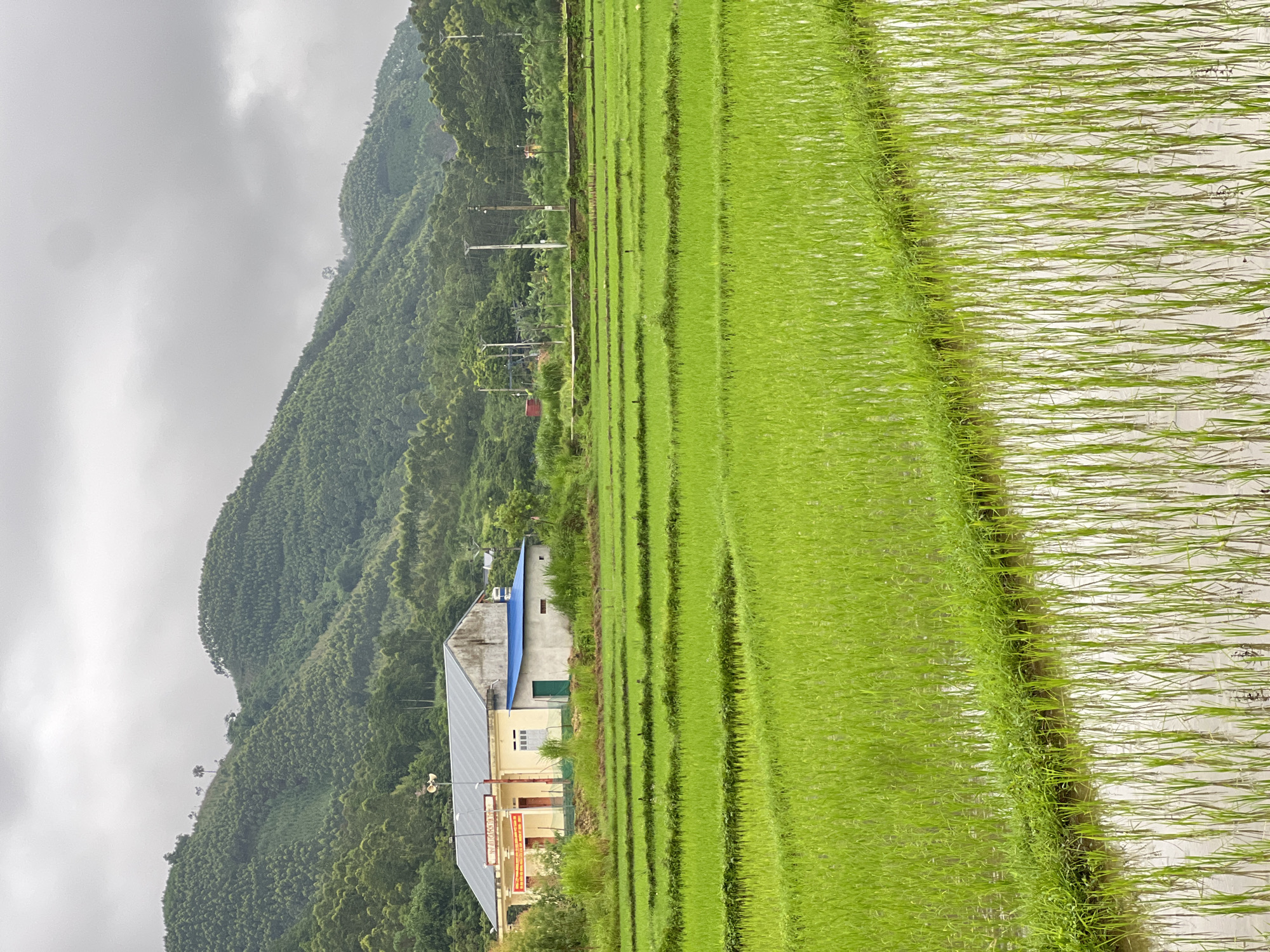 Wet roads and green rice paddies in rural northern Vietnam