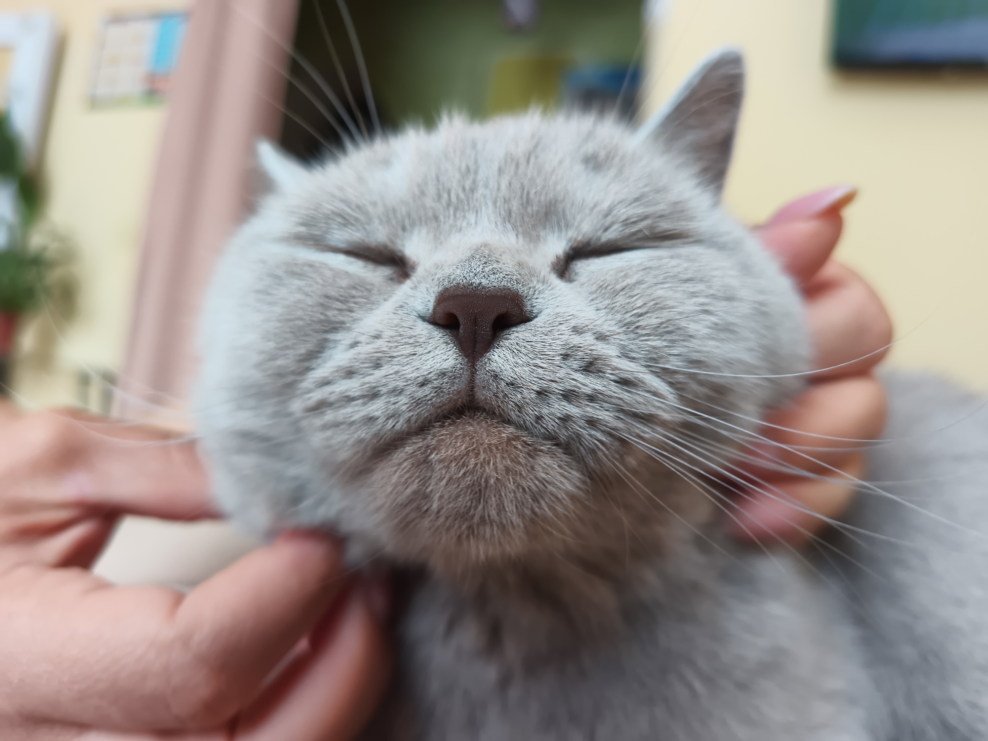 Grey British Shorthair cat lounging and getting pets at home