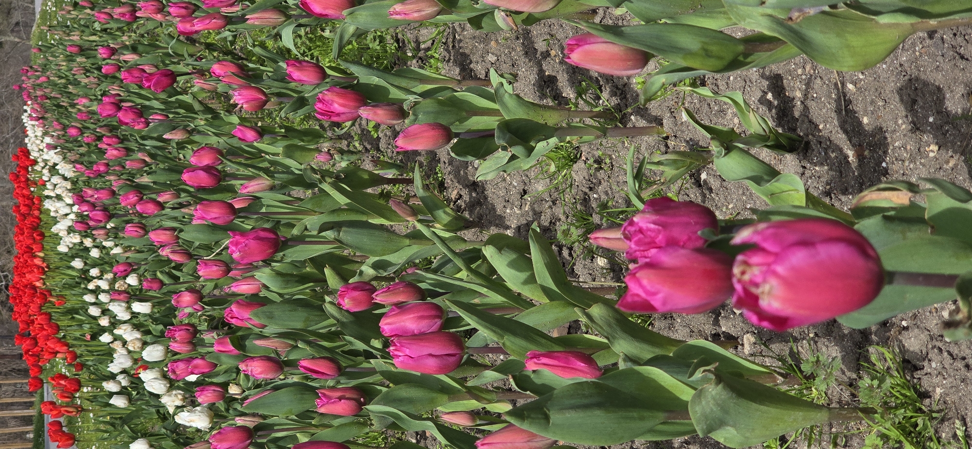 Tulip garden in full bloom documented in Varna