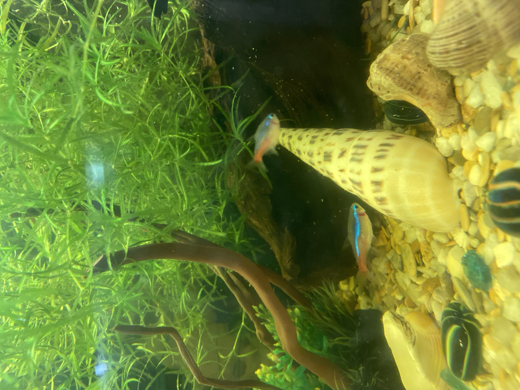 Aquarium fish documented in detailed sequence in Volzhsk, Russia