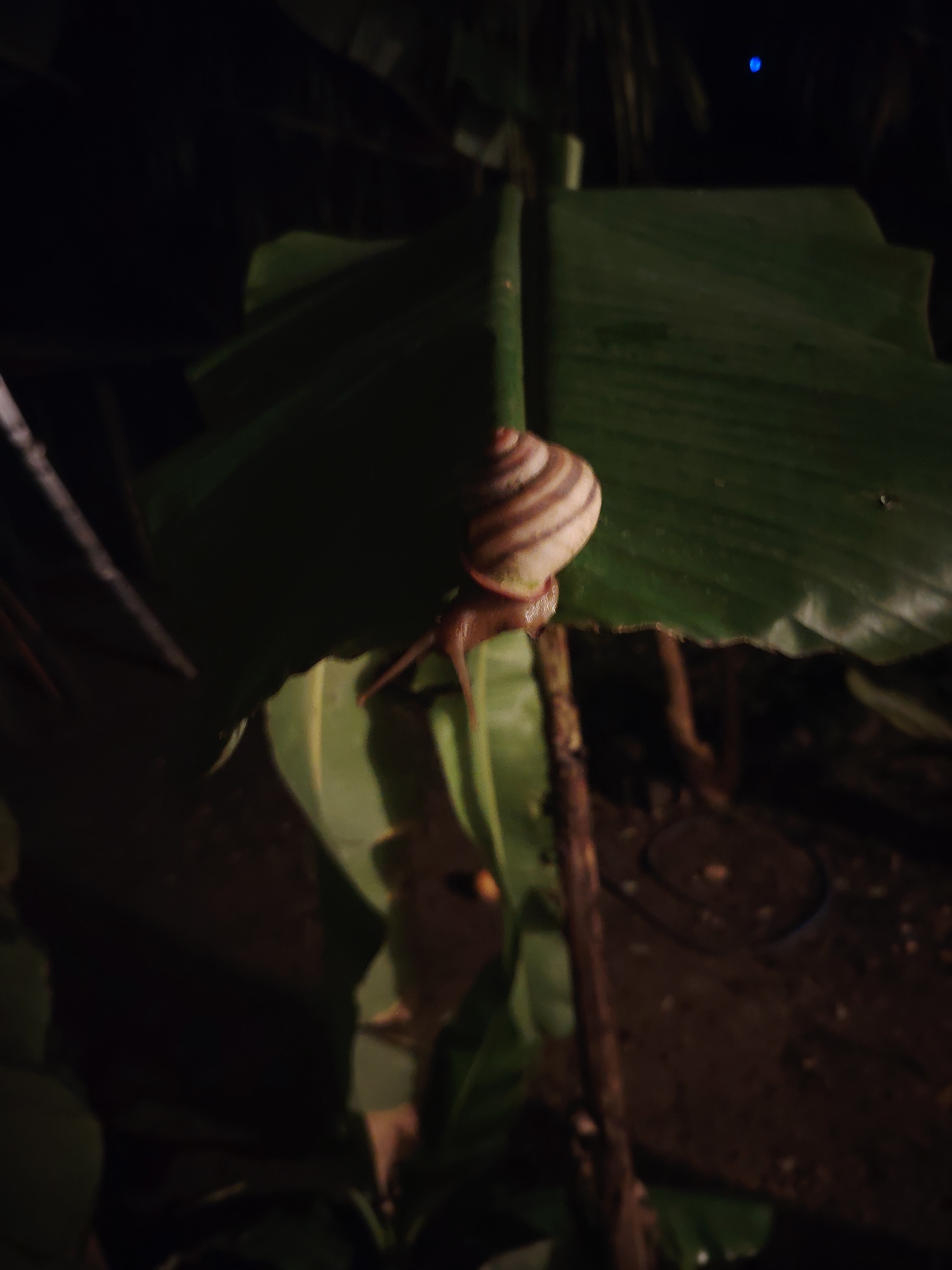 Striped snail spotted crawling on leaf in evening