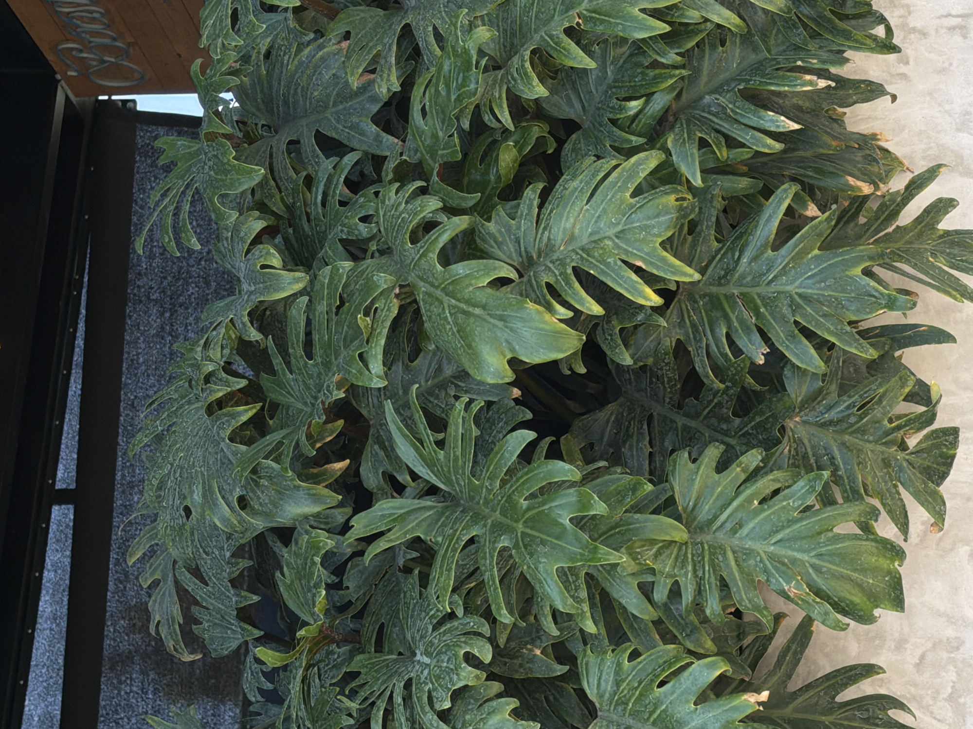 Urban cafe seating and aging philodendron plants documented