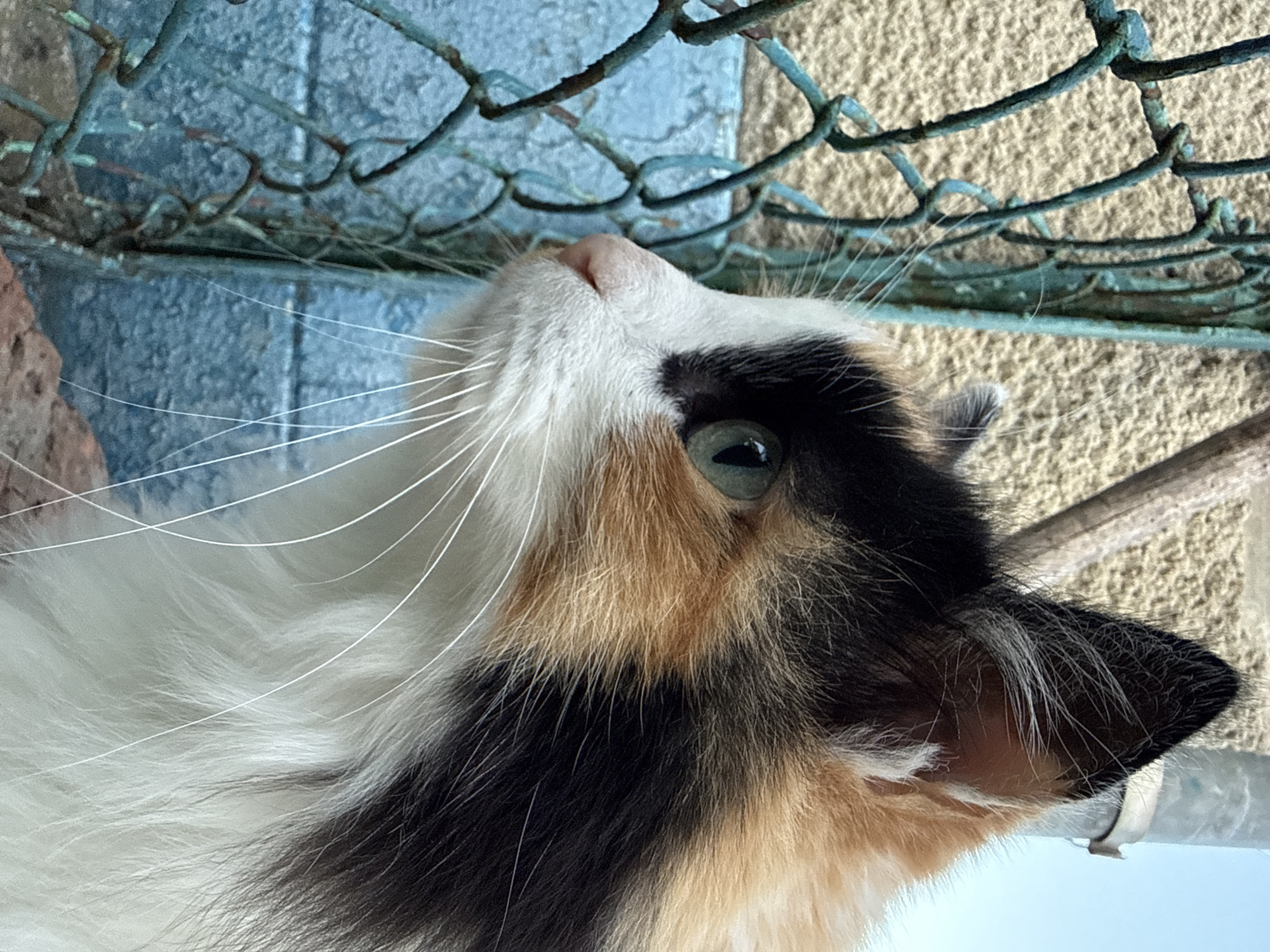 Calico cat and husky share an afternoon in the backyard