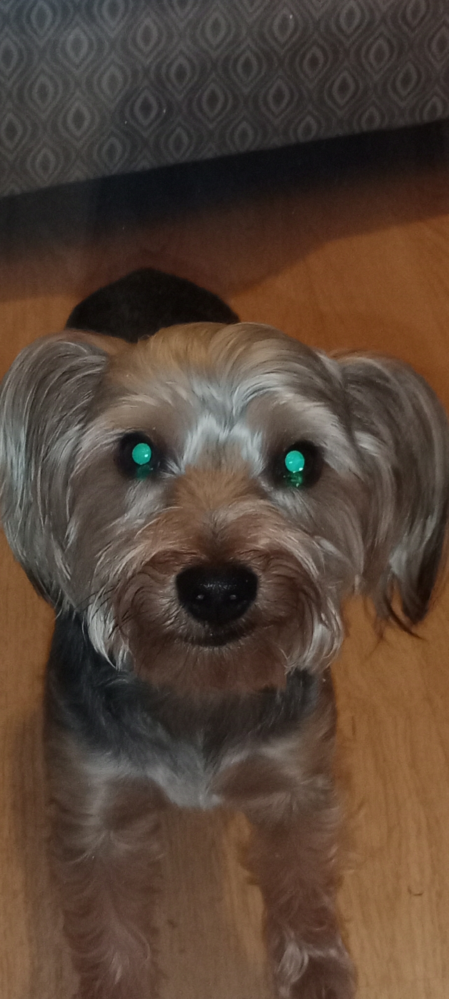 Yorkshire Terrier photographed across multiple indoor settings in Galapagar