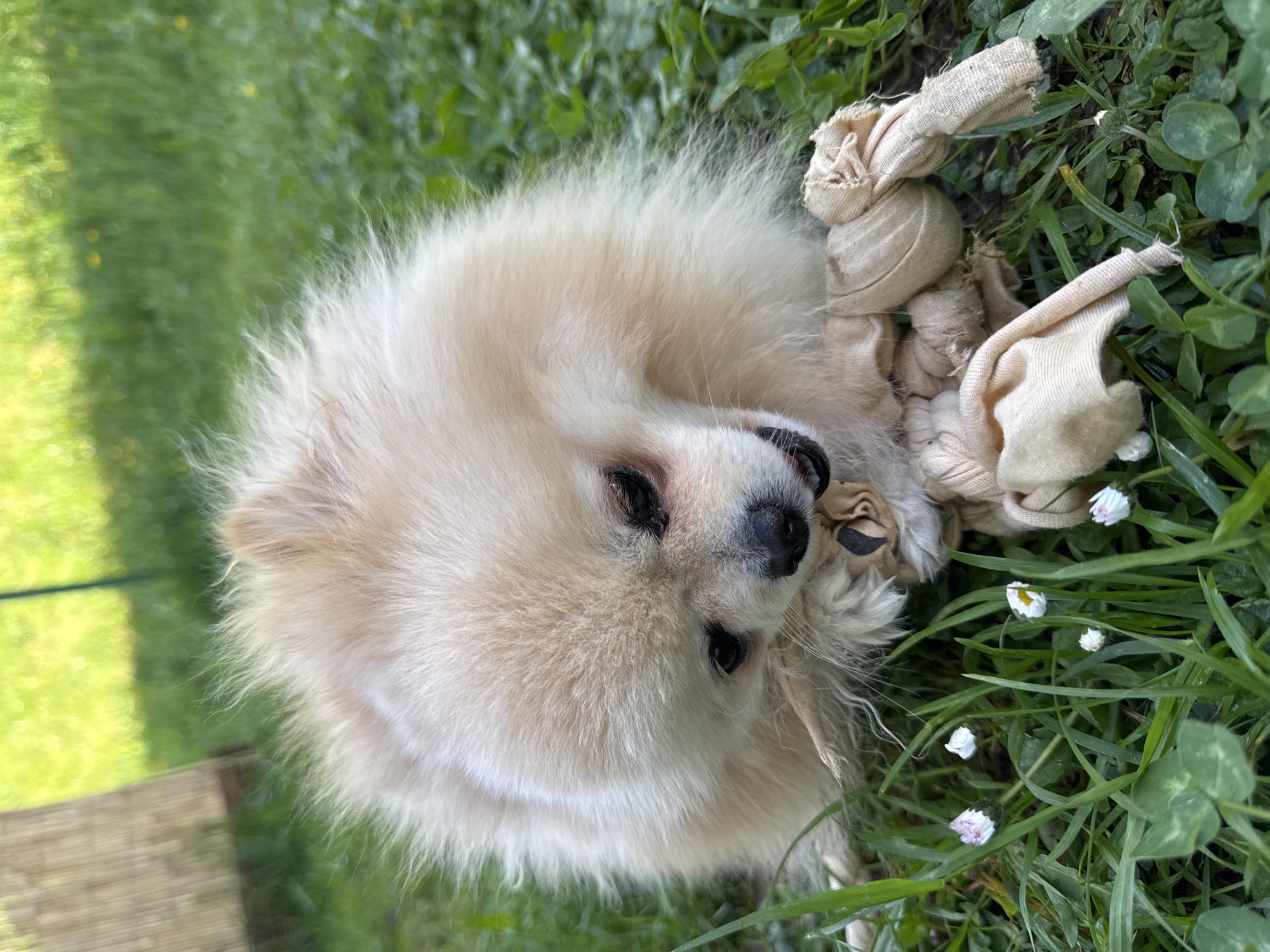 Pomeranian enjoys morning playtime in Bietigheim-Bissingen garden