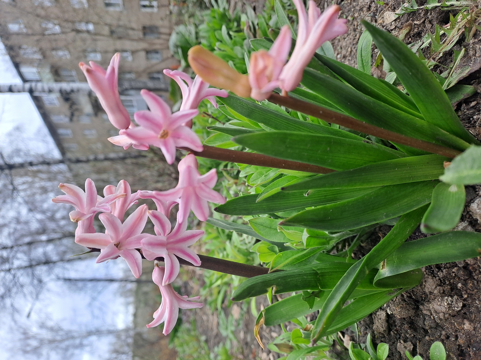 Pink hyacinth blooms captured in Elektrostal, Russia