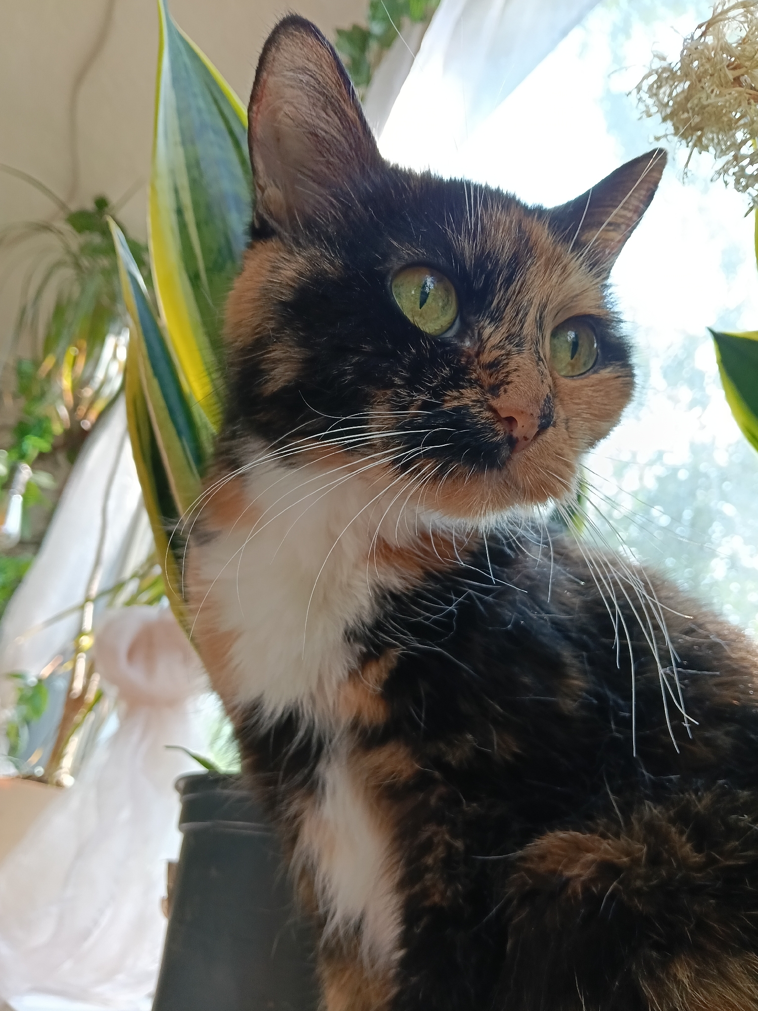 Indoor pet portraits — cats and a dog, Zelenograd