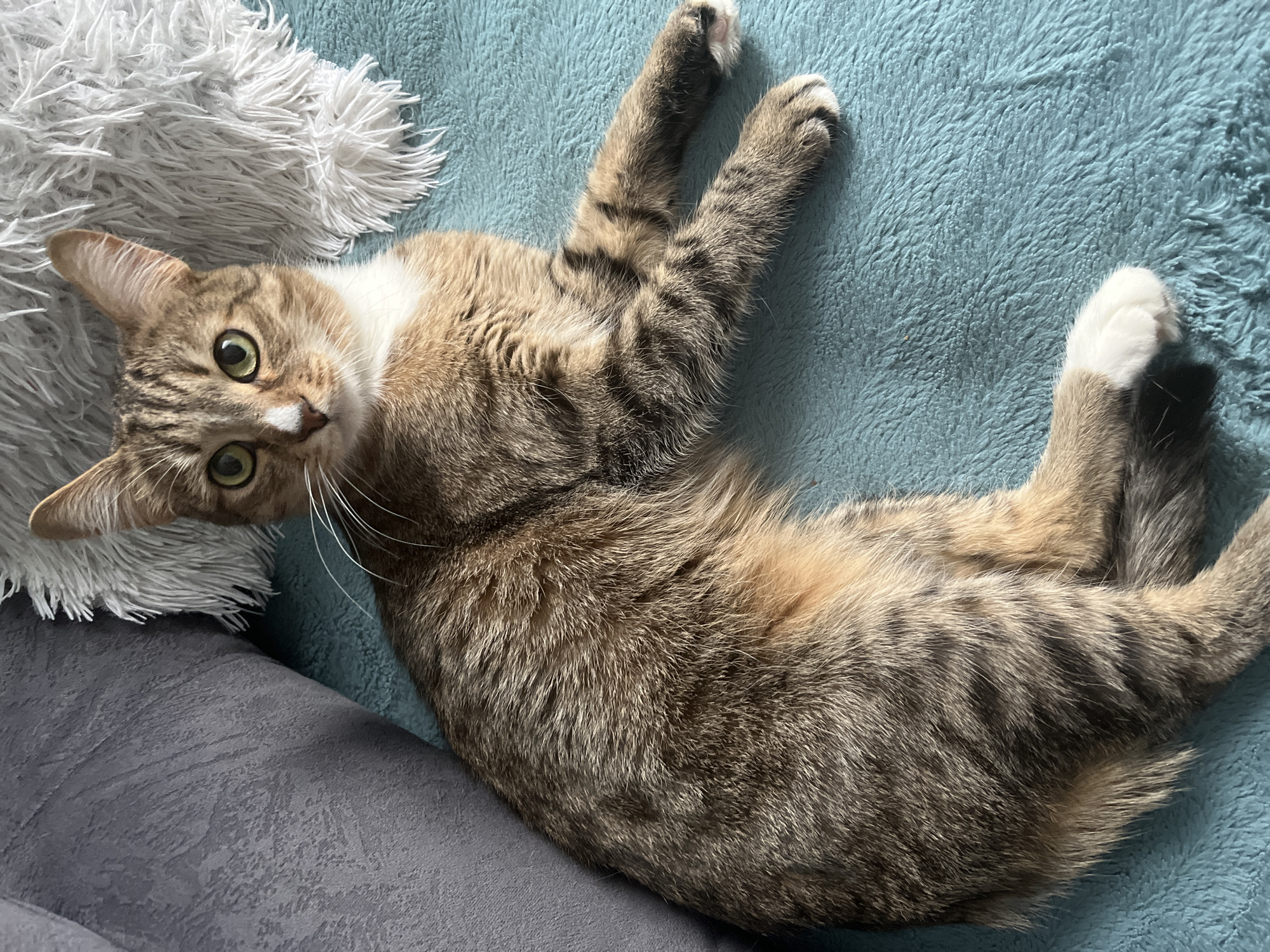 Tabby cat photographed relaxing on blanket in Izhevsk