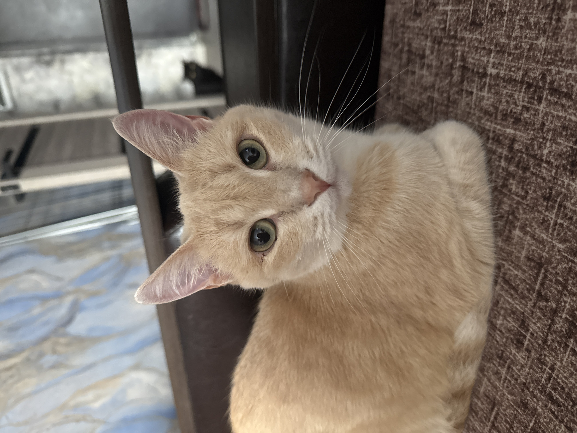 Afternoon cat photography session with multiple feline companions