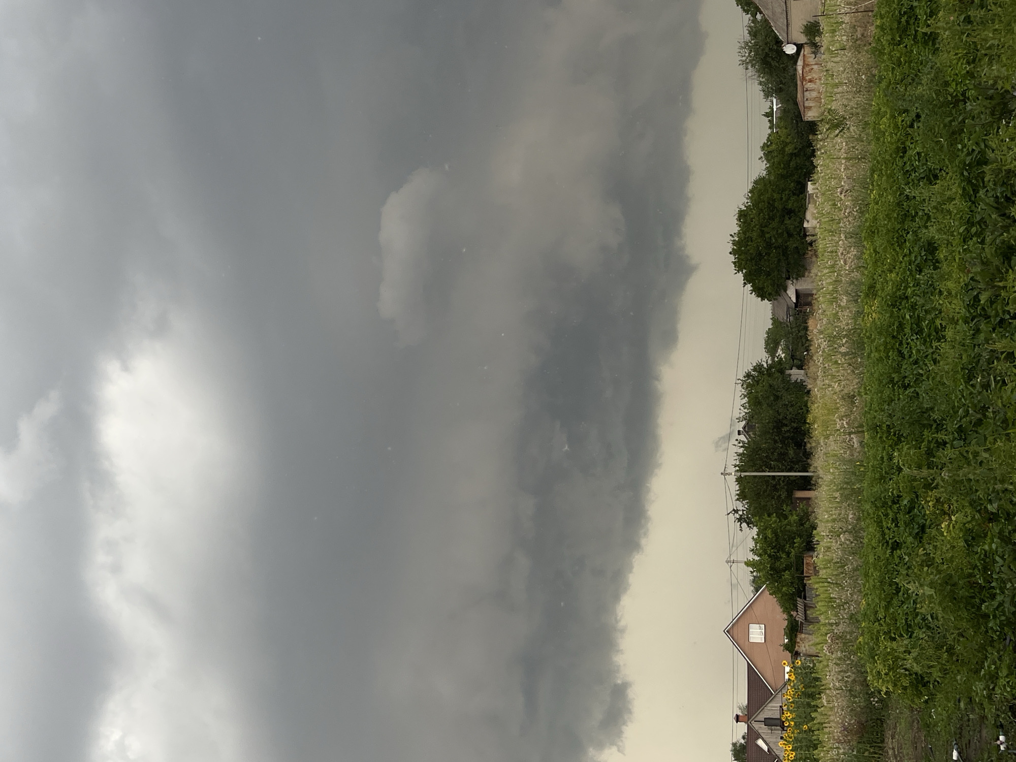 Storm clouds roll in over a sunflower field