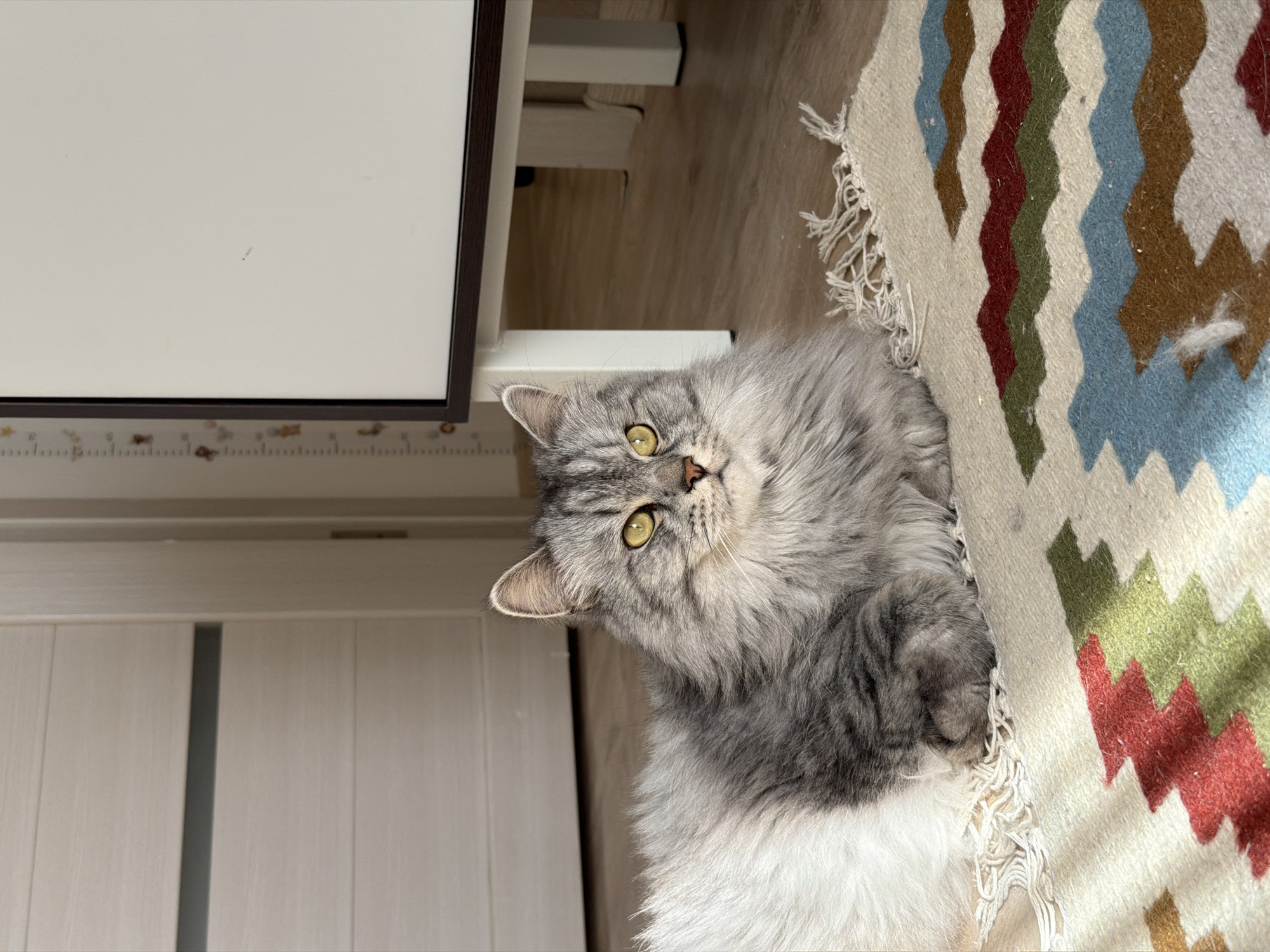 Fluffy gray cat lounging on a patterned rug