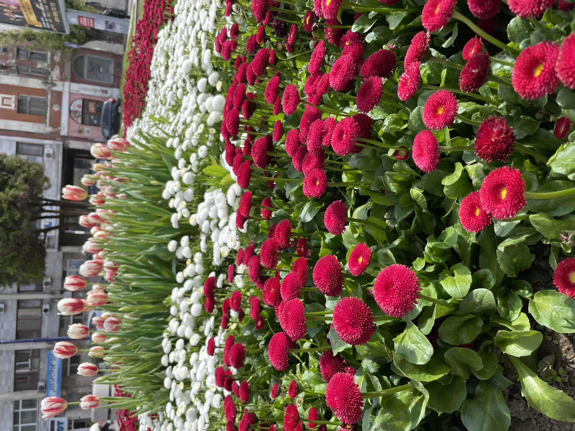 Spring flower display observed in Pazardzhik, Bulgaria