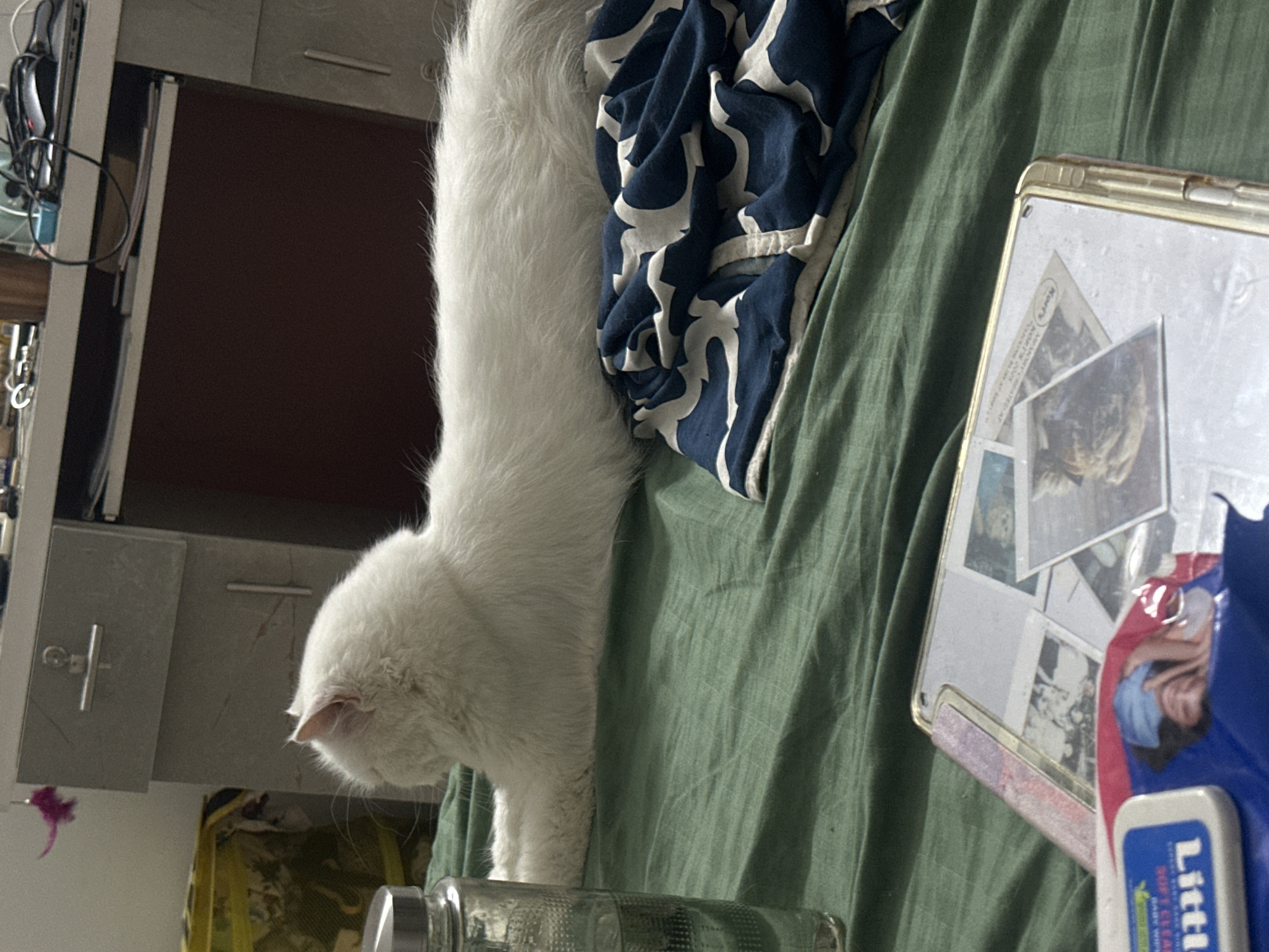 White cat photographed on bed with album in Tathawade