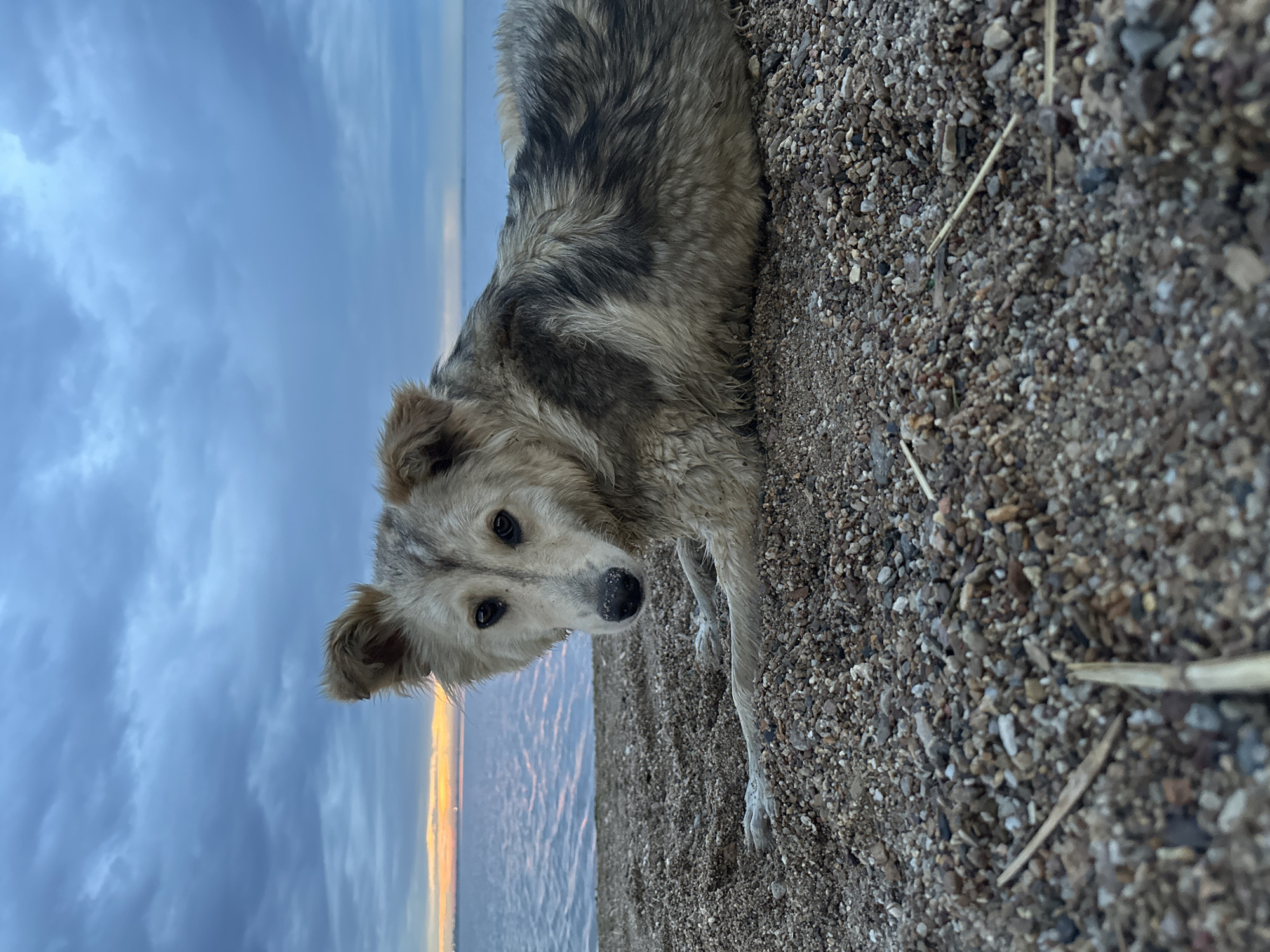Dog chilling on a pebble beach in Kokshetau