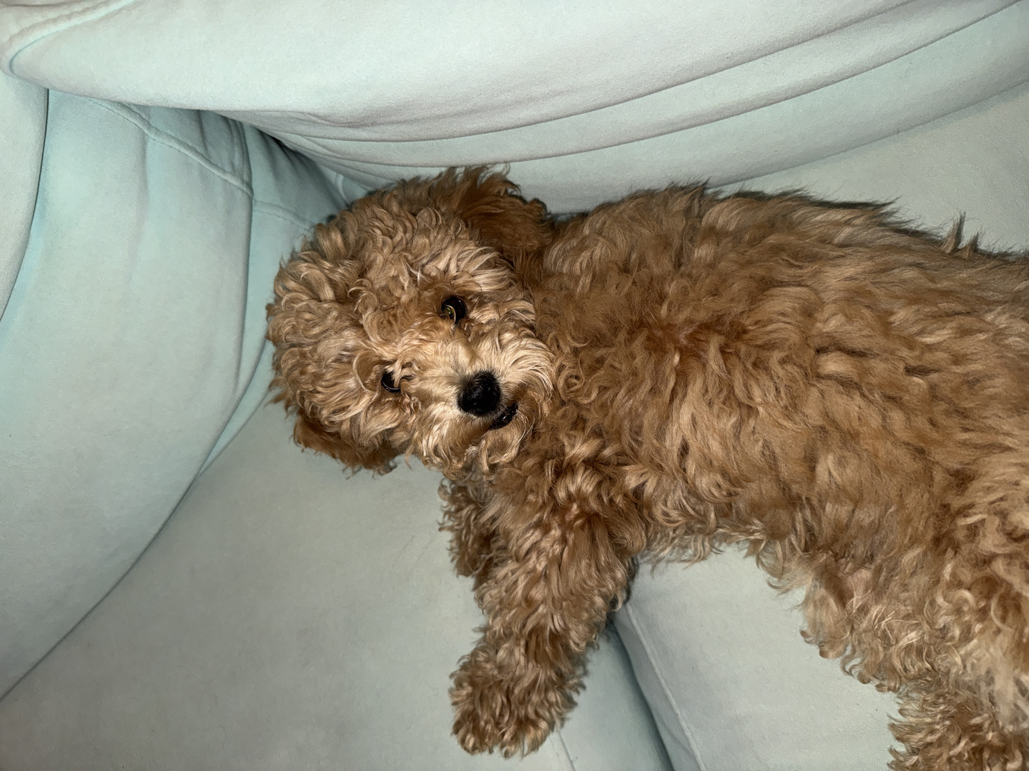 Dog rests on sofa in Moscow home