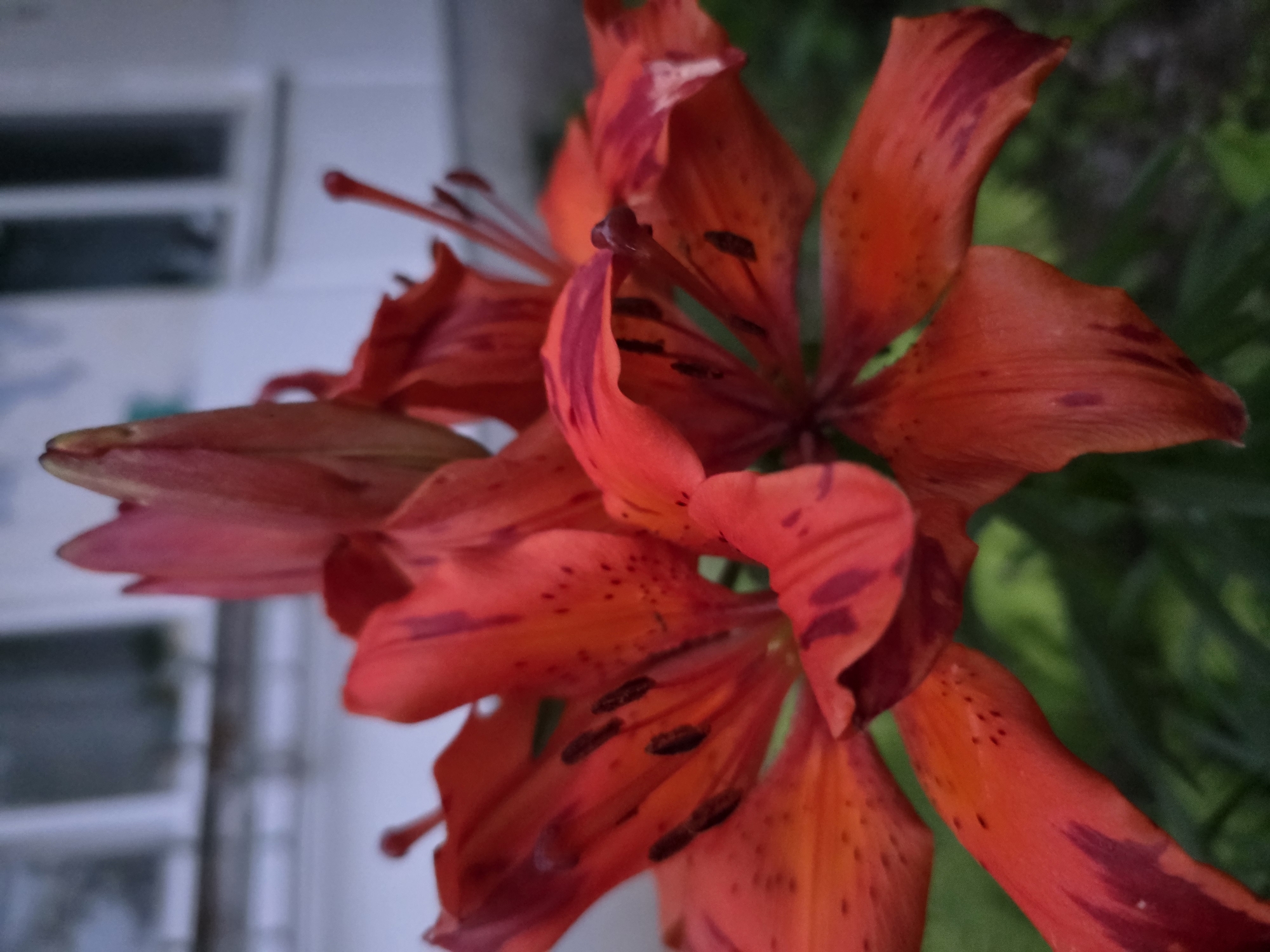 Evening garden photography session in Chaikovsky captures blooming flowers