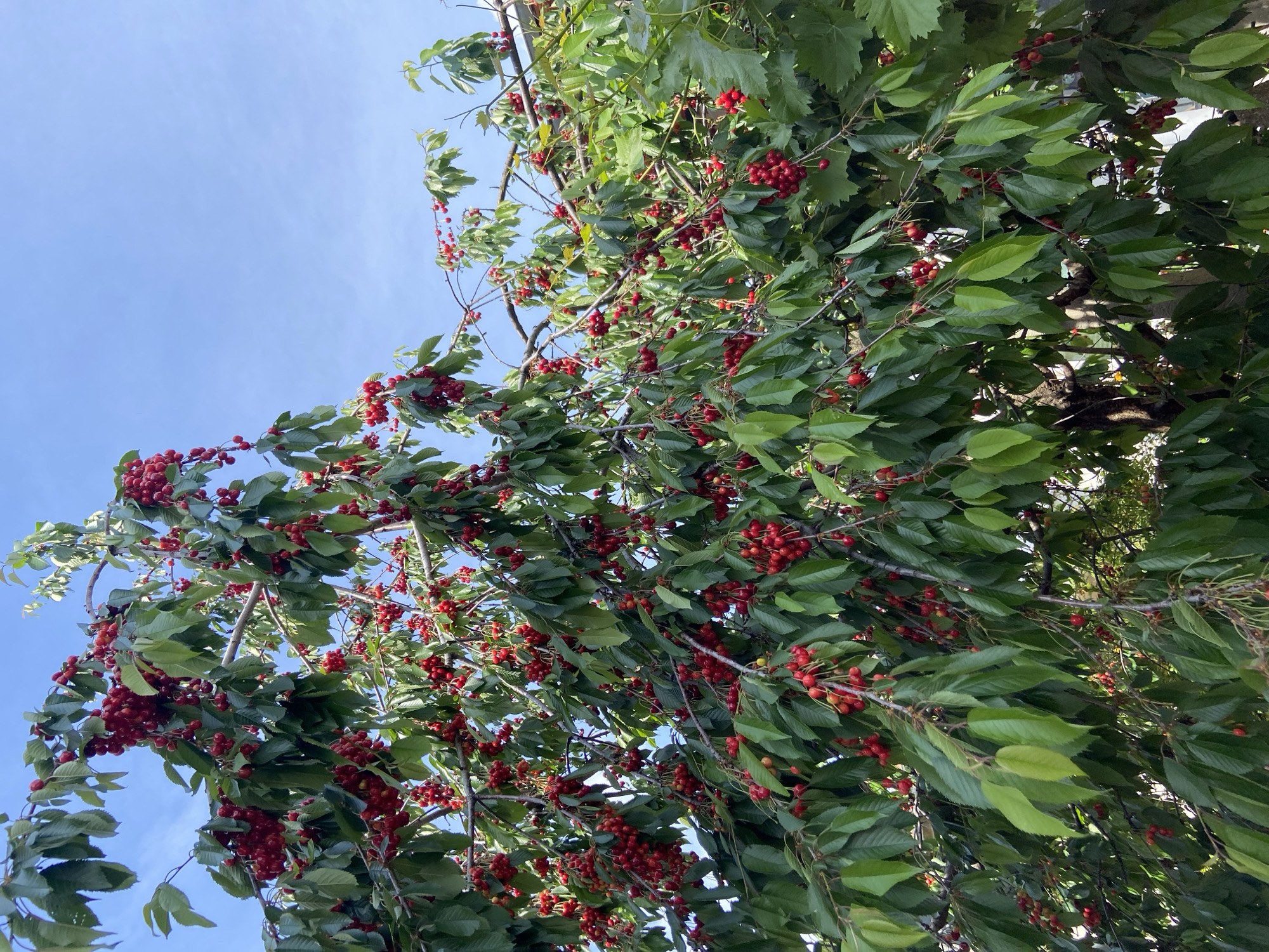 Cherry tree heavy with ripe fruit observed in Bulgaria