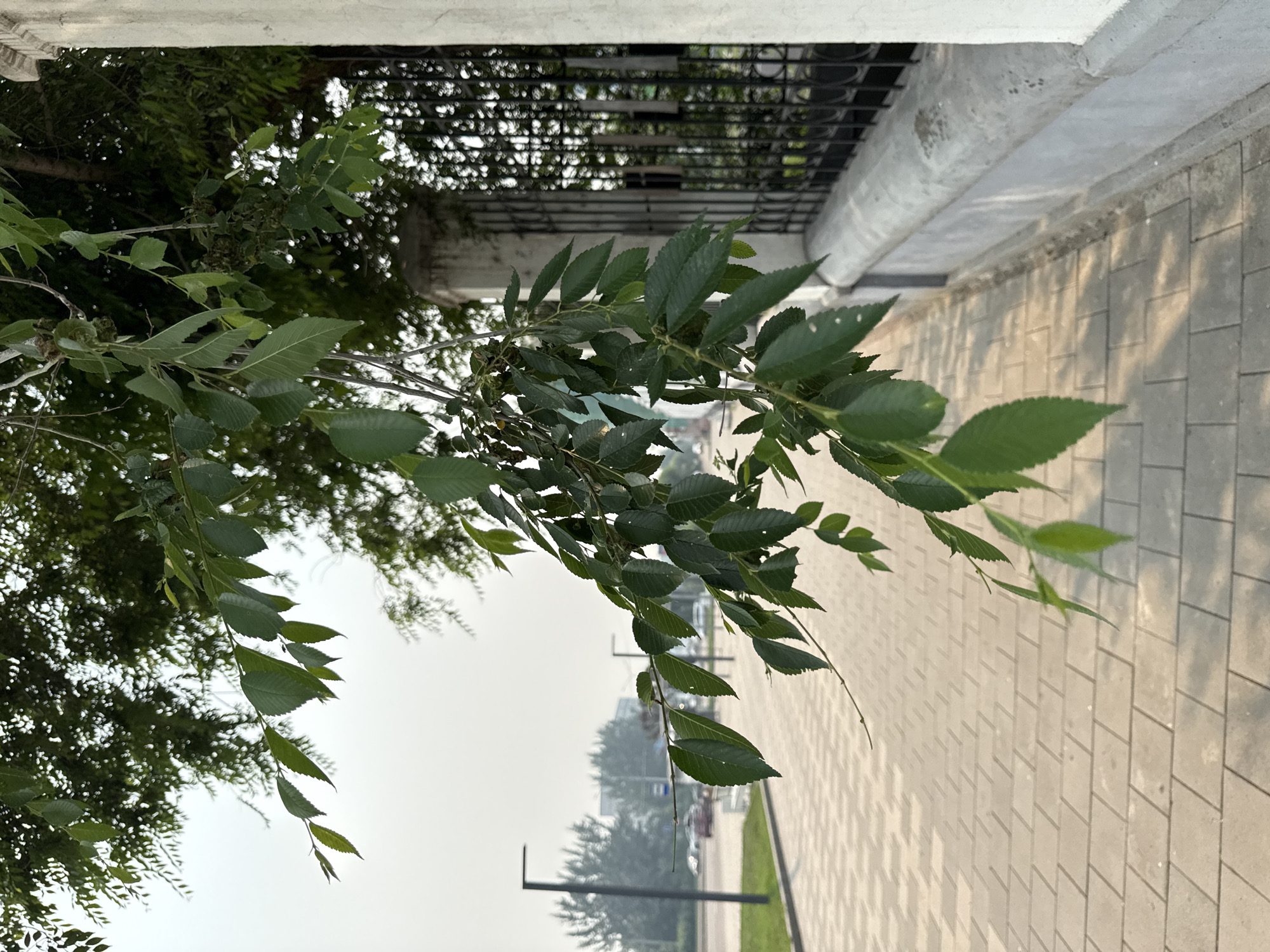 Slow morning stroll through central Krasnoyarsk's streets and monuments
