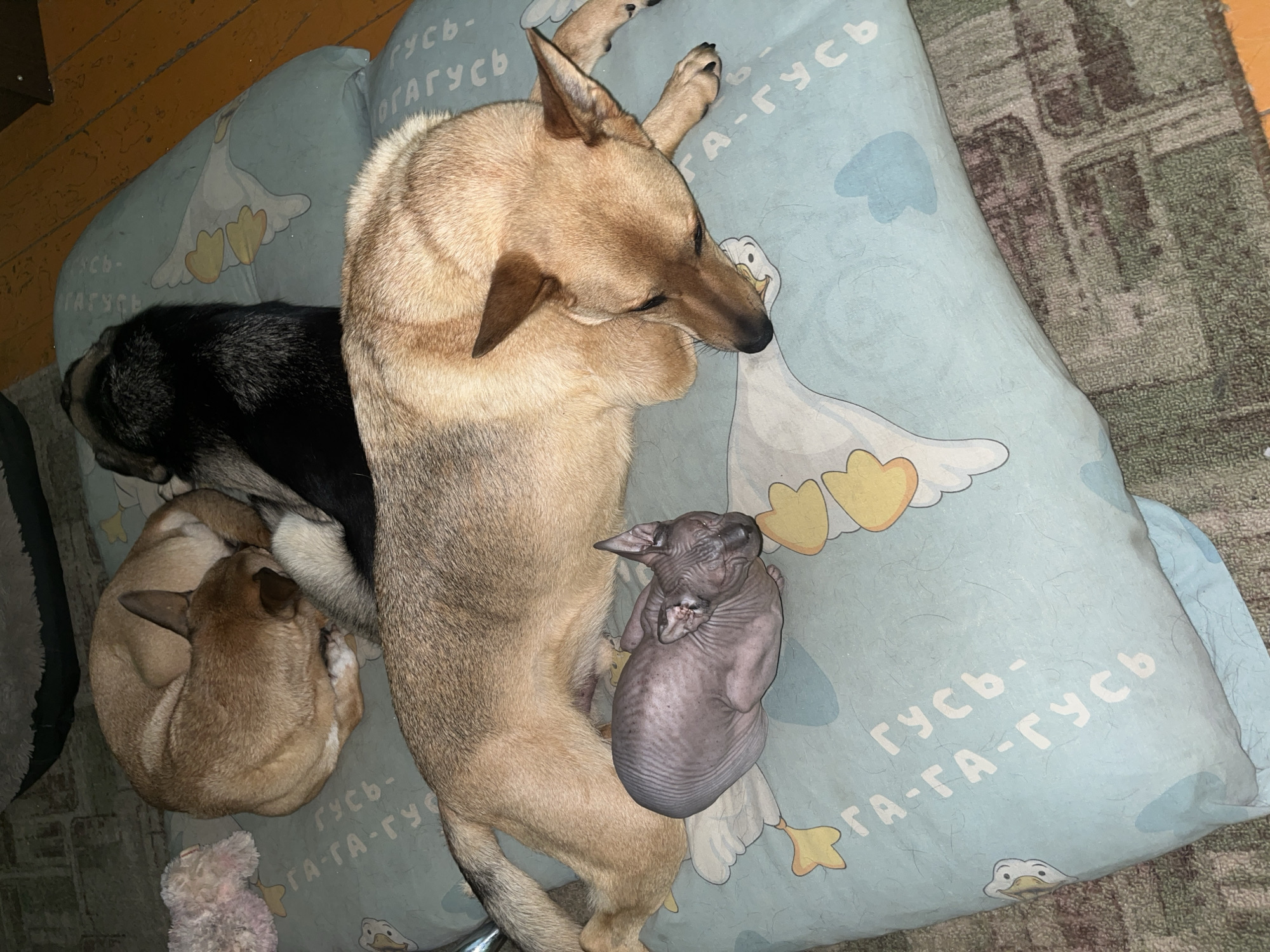 Dogs and cats share a lazy morning in a Nizhny Tagil home