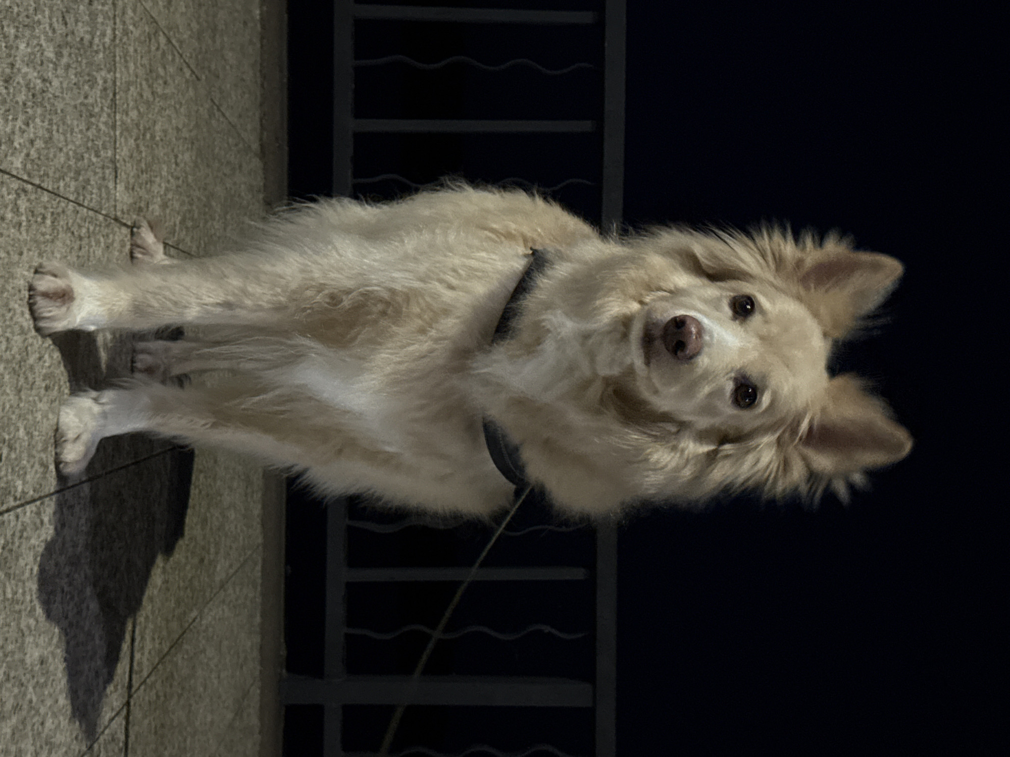 Evening pet scenes and waterfront walks in Chaikovsky