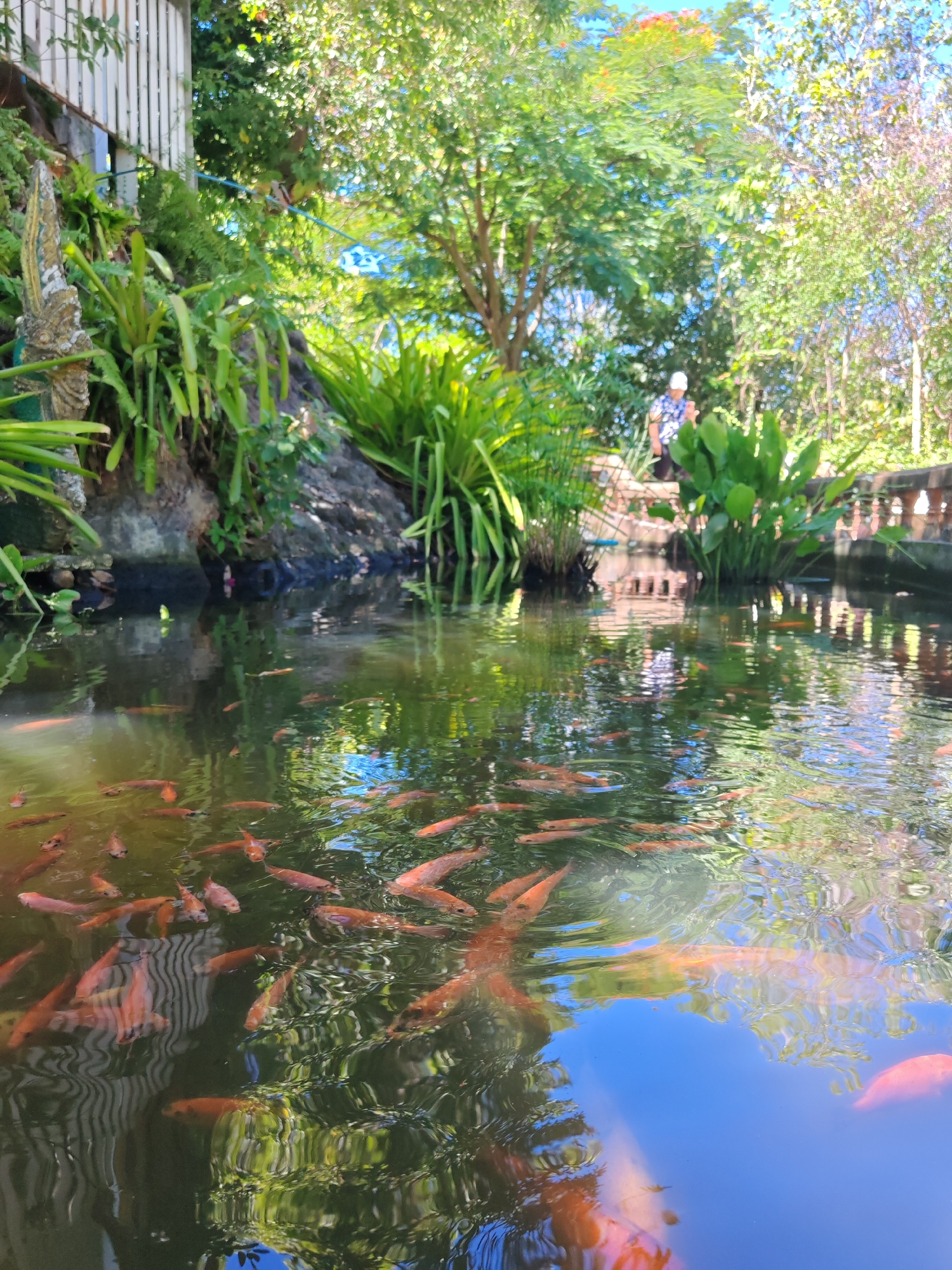 Koi ponds and a golden pagoda at a Thai temple grounds