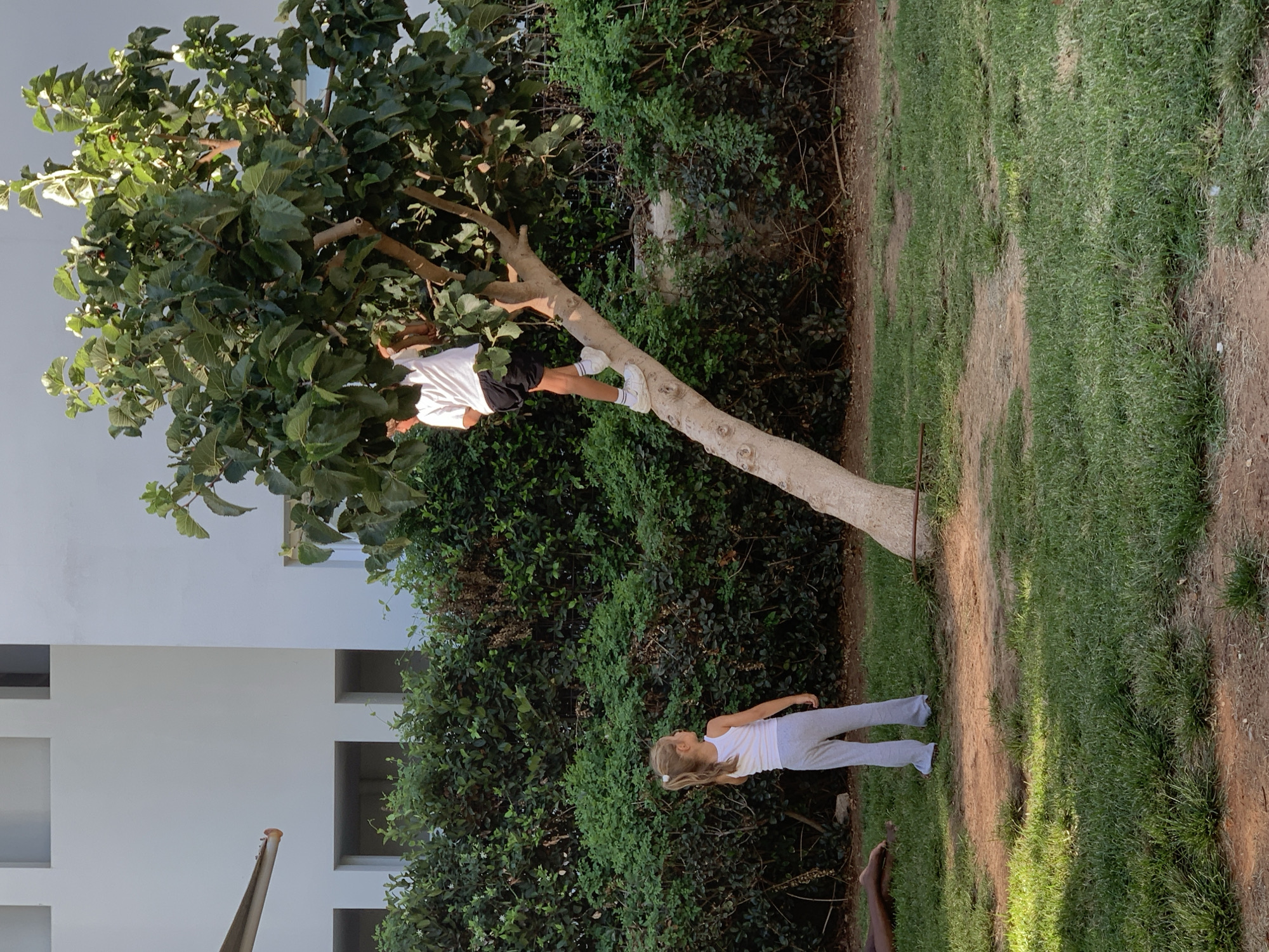 Tree climbing in the green canopy of Tel Aviv