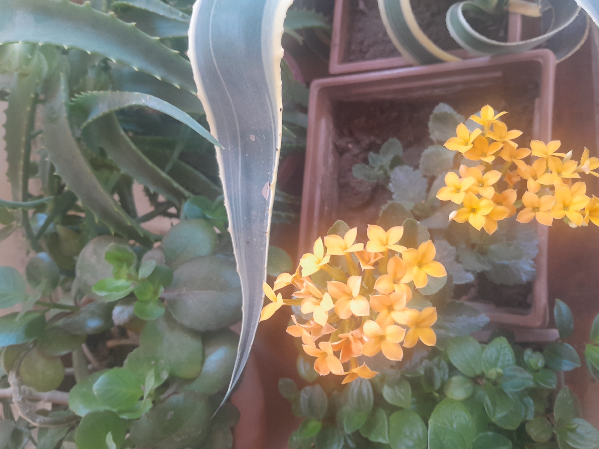 Garden close-ups, summer skies, and a casual check-in note