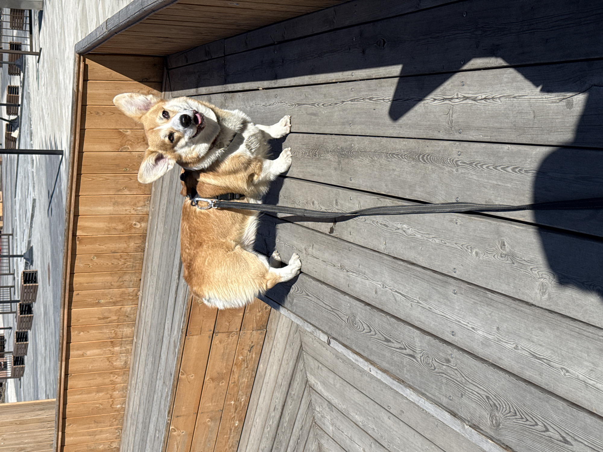 Harnessed corgi spotted on wooden deck in Borzya, Russia