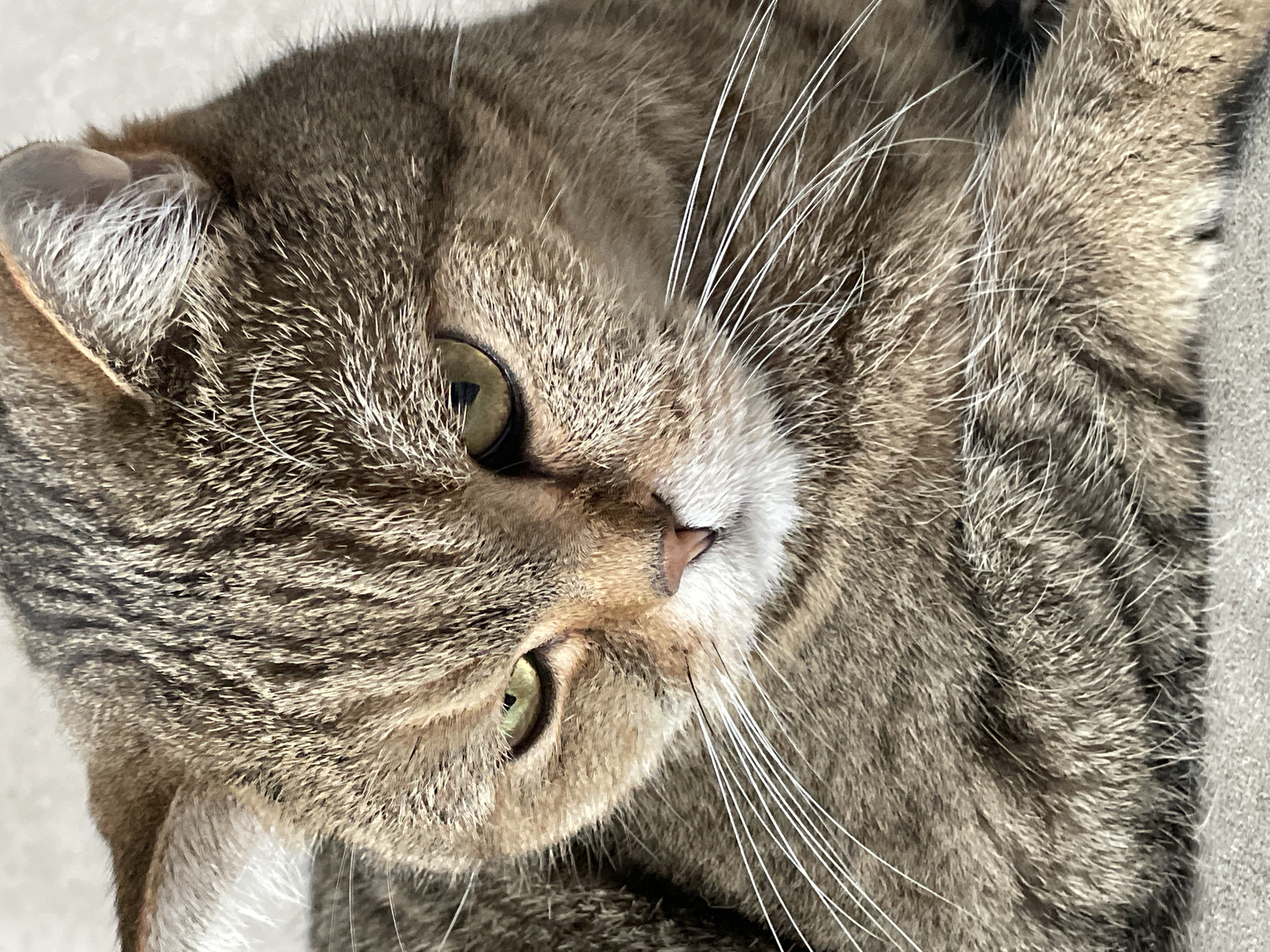 Scottish Fold and tabby cat chilling around a Russian home