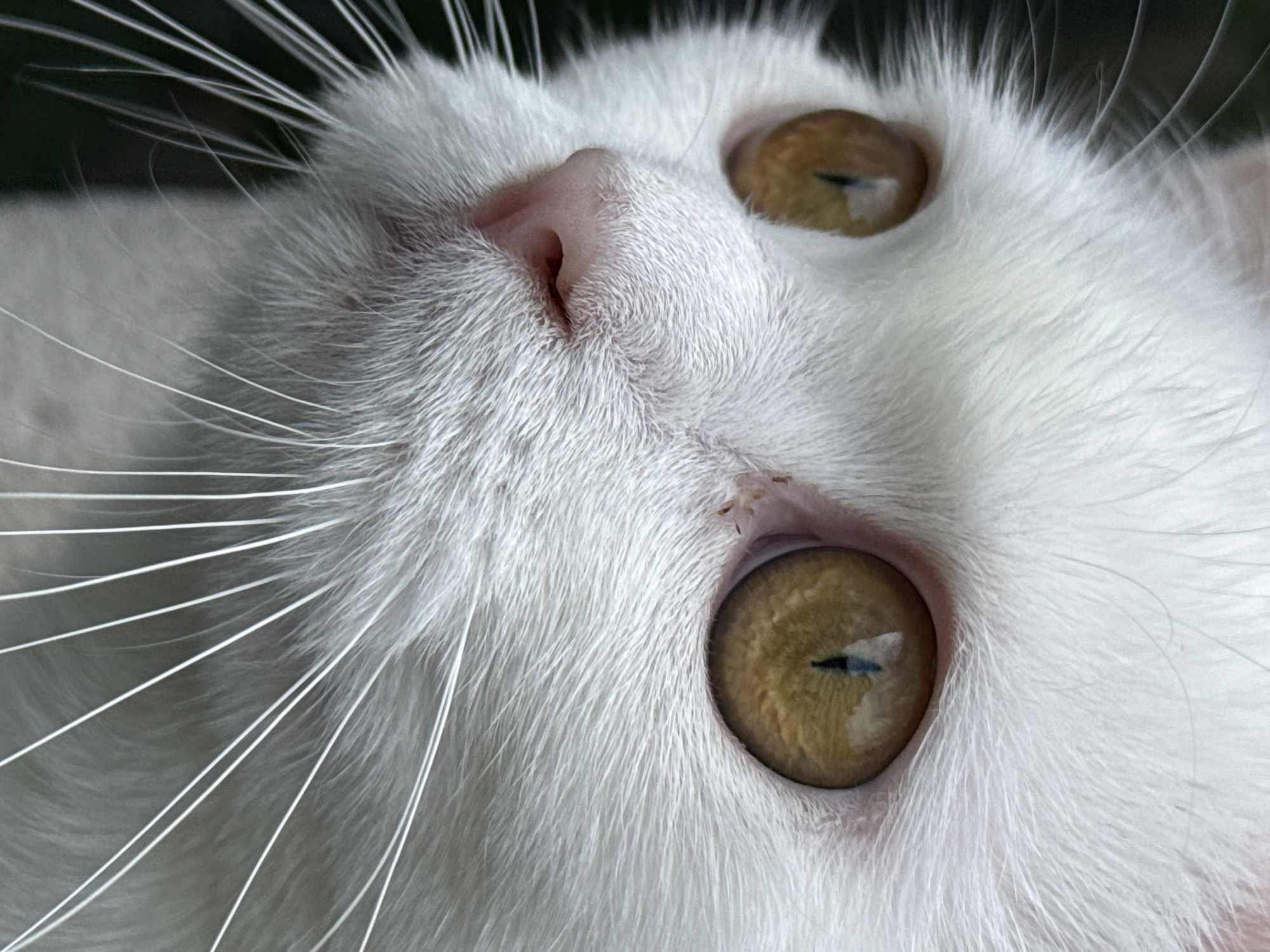 White cat explores home and outdoor spaces on a quiet morning