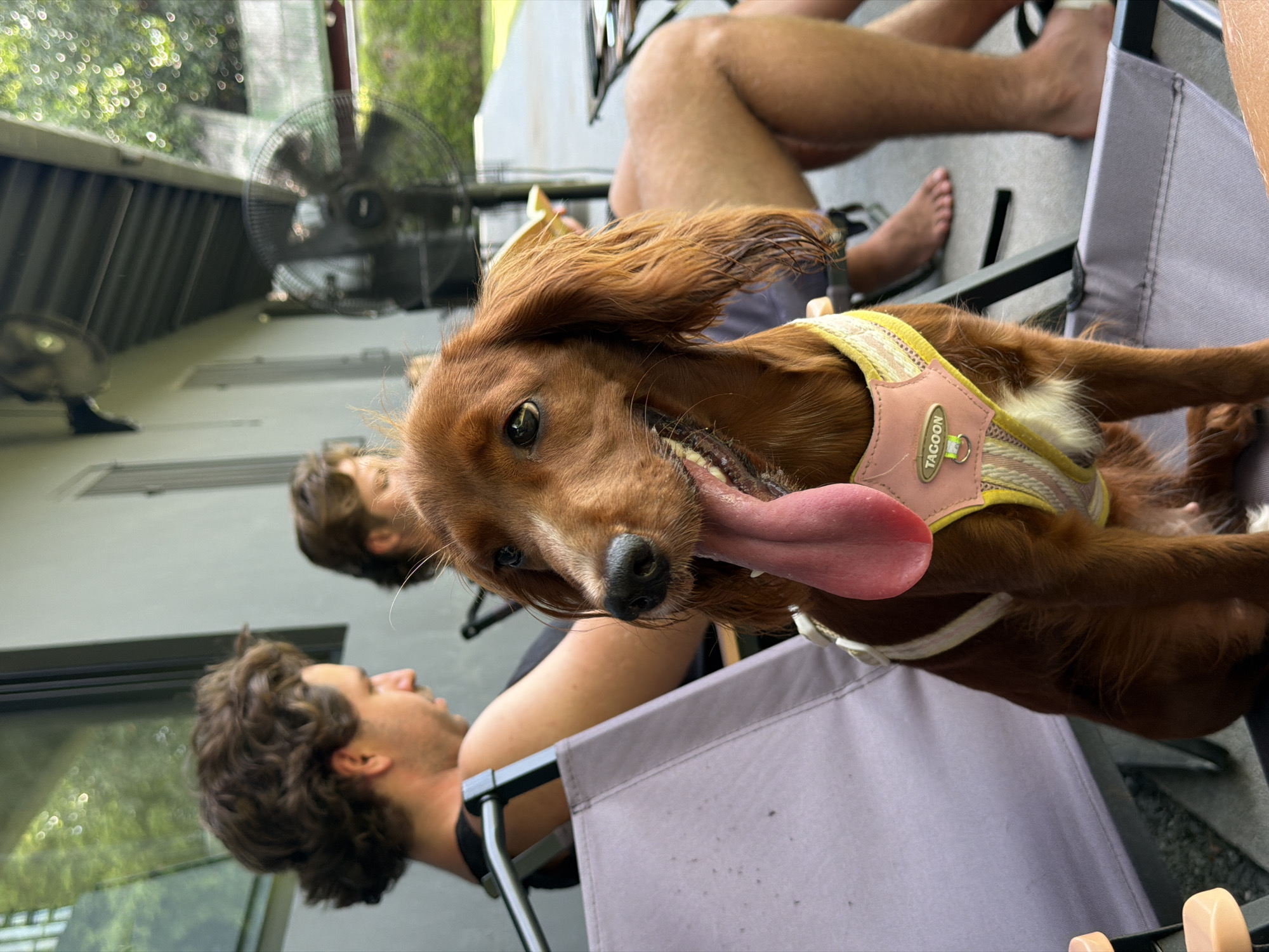 Dog named Tagoon enjoys cafe outing by Chiang Mai river
