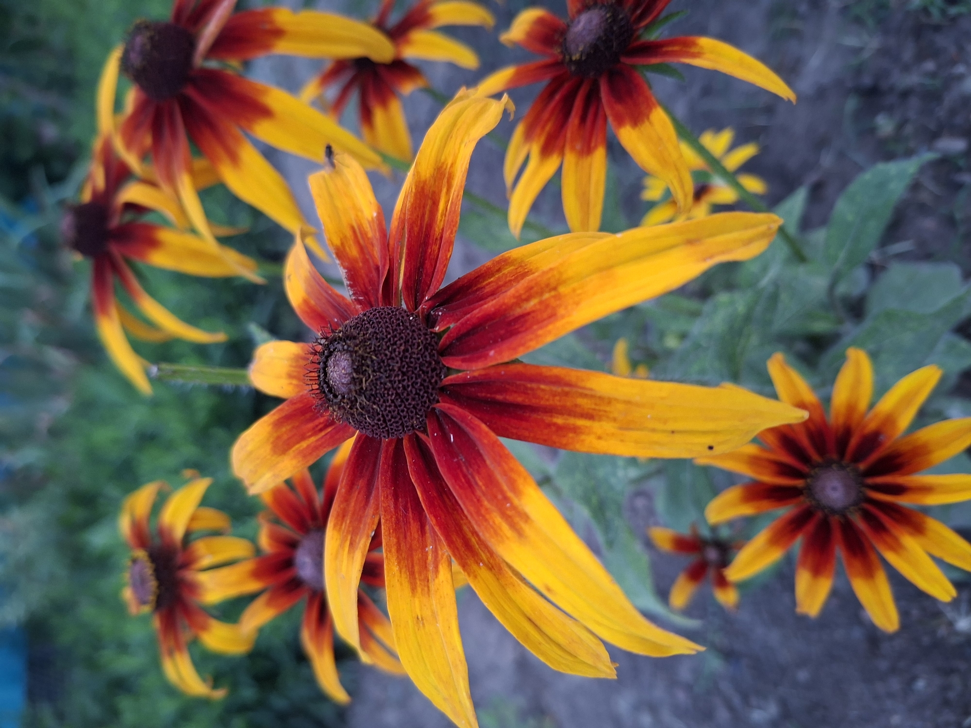 Summer garden flowers bloom at dusk in rural Gorkovskiy