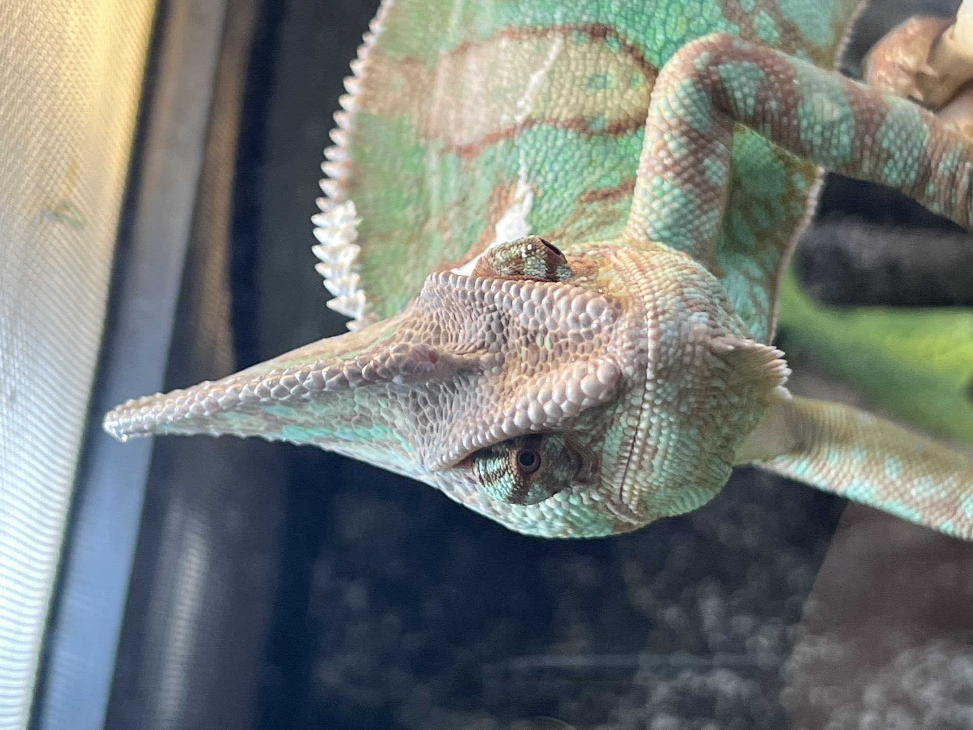 Chameleon terrarium display features Studio Ghibli figurines in Moscow