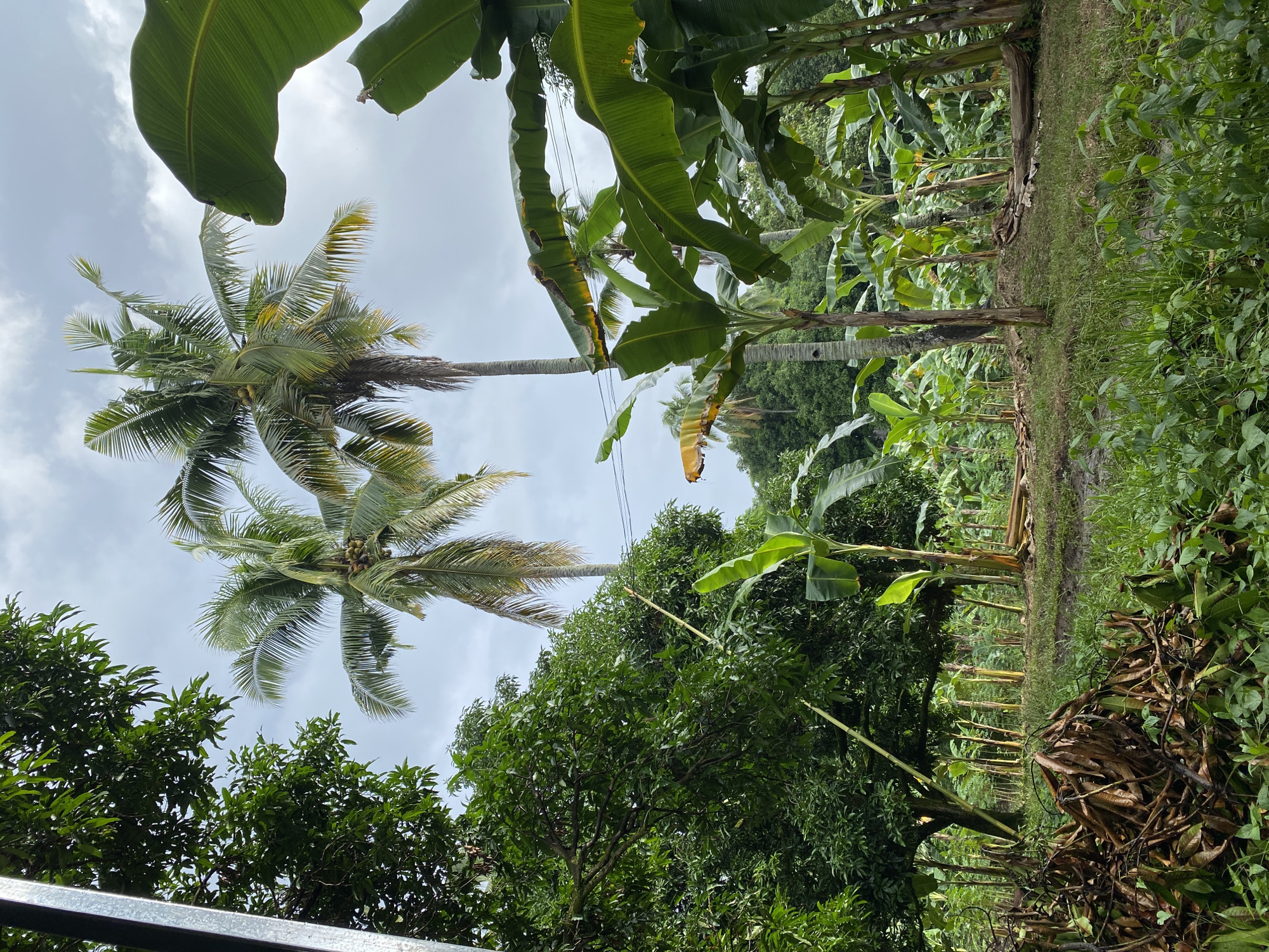 Metal roof goes up on a rural Davao City property