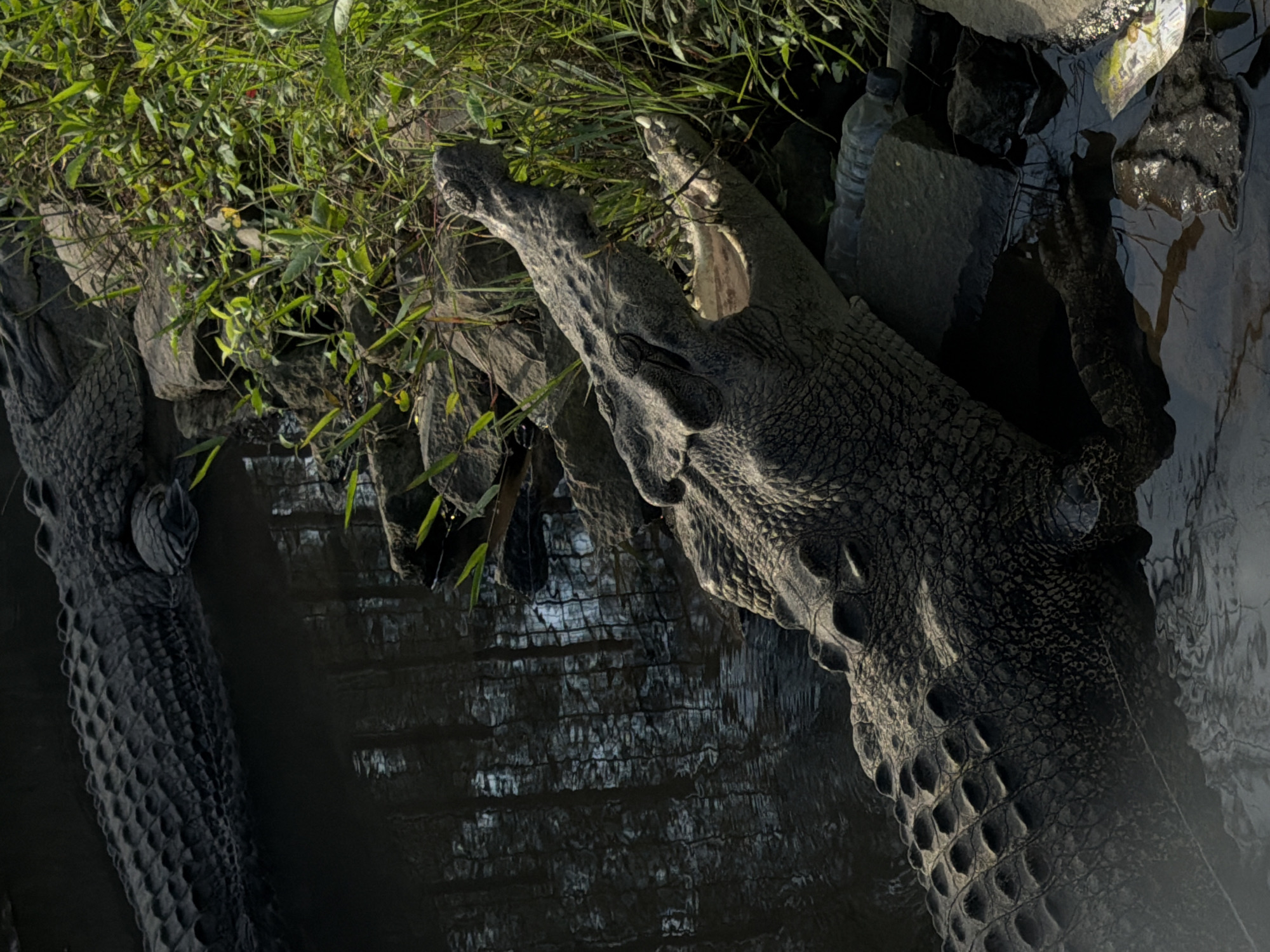 Morning walkthrough of a wildlife park in Tempurejo, Indonesia