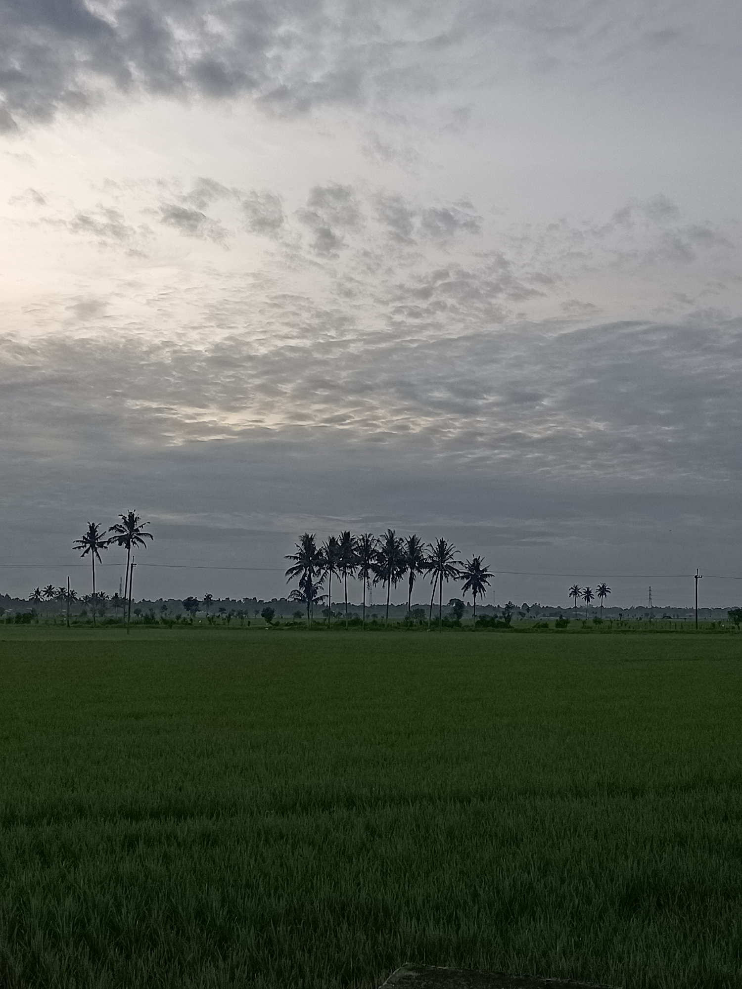 Lush rice paddies under overcast skies in rural Aceh