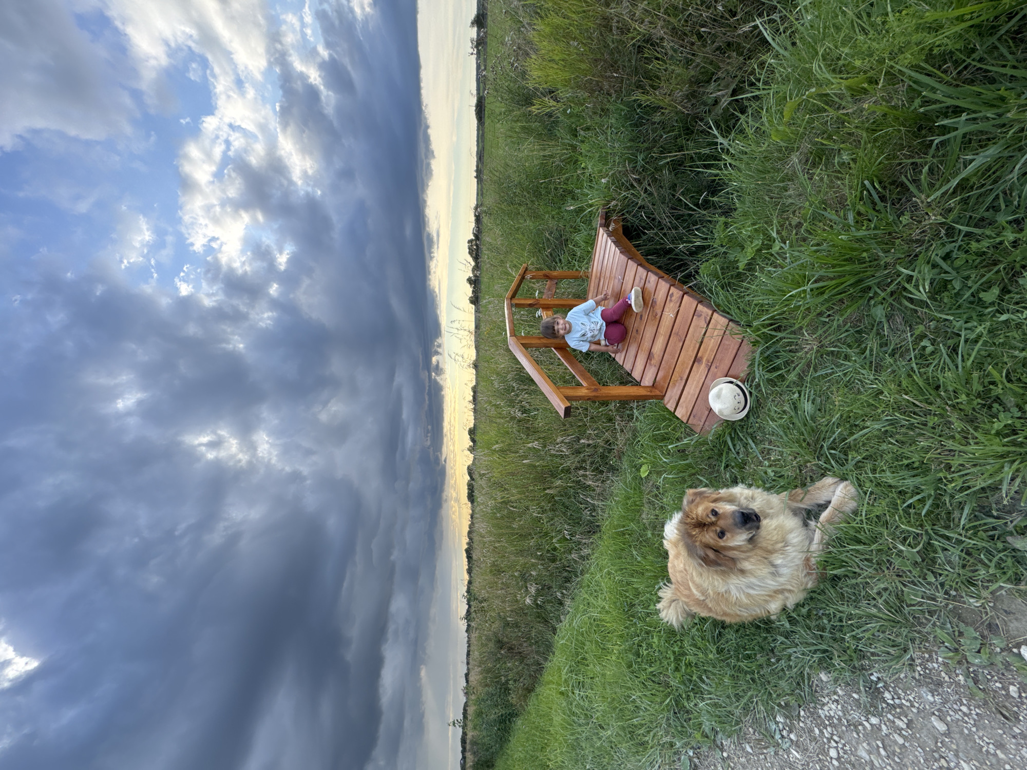 Dogs, cats, and country life at a Kempelevo backyard
