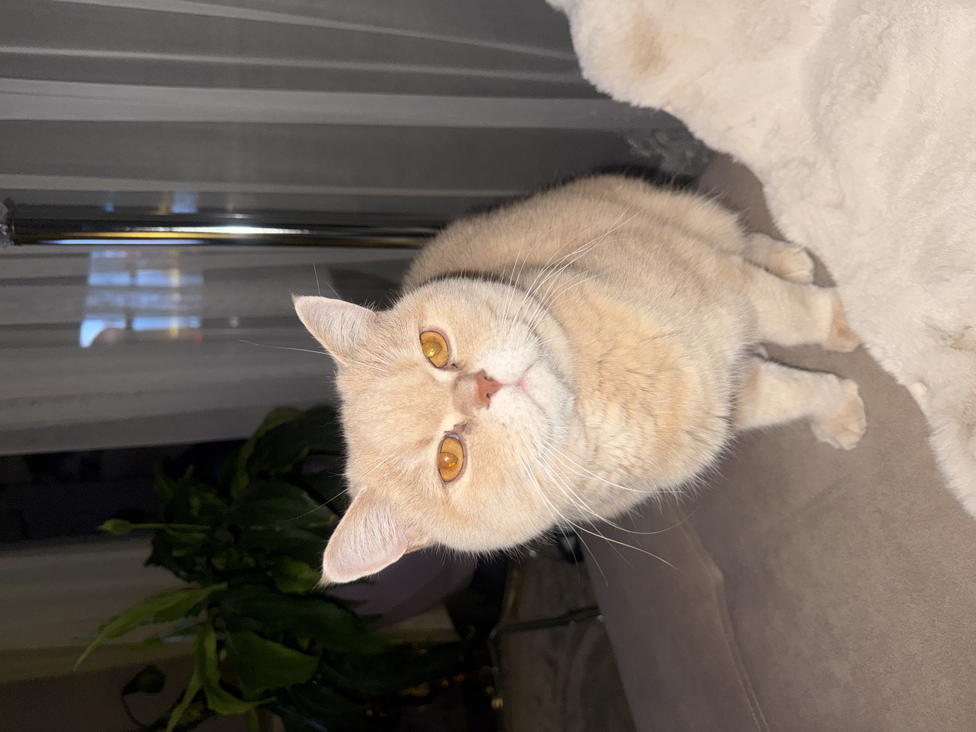 Orange Exotic Shorthair cat rests on white surface near basket