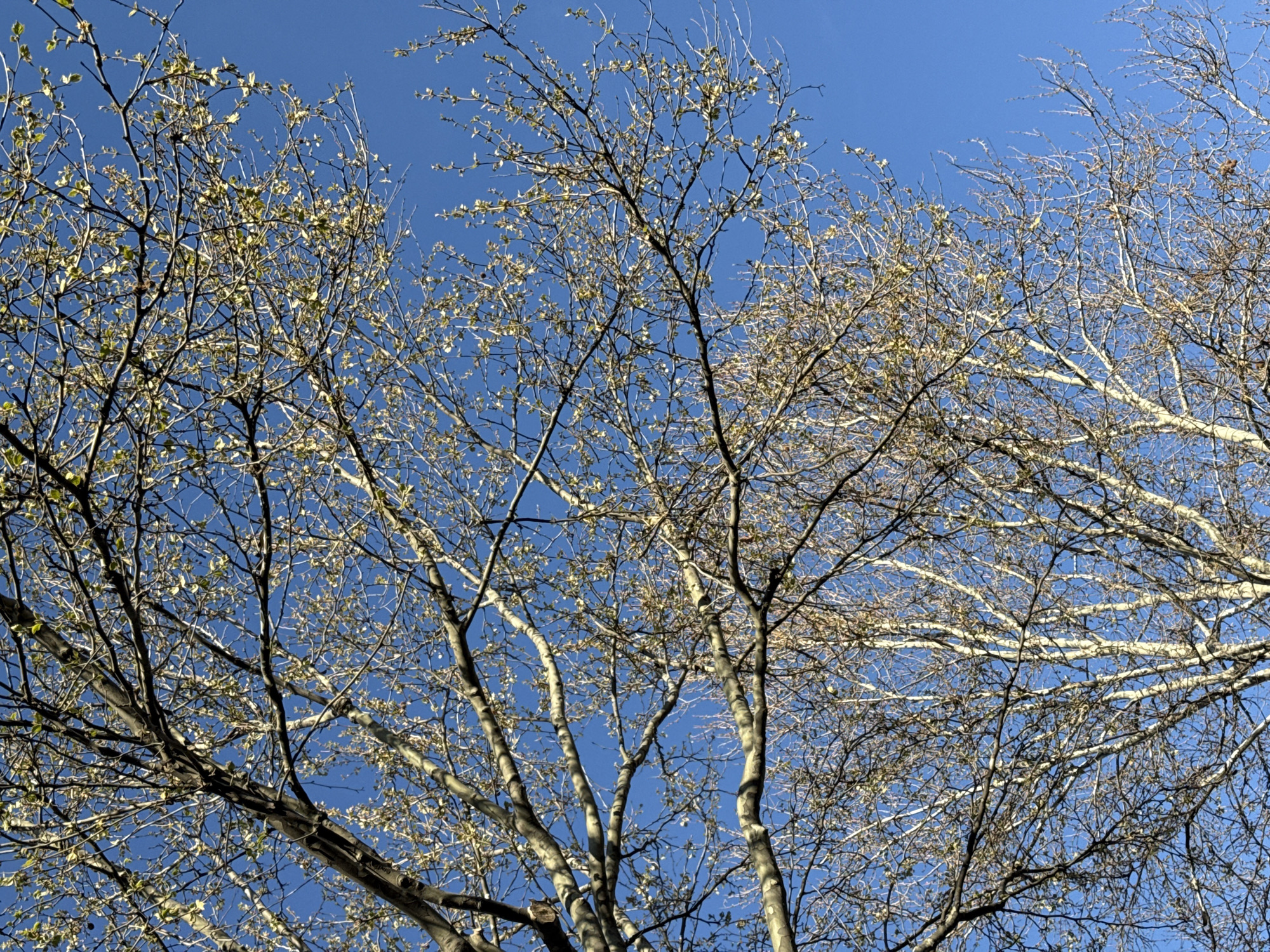 Belgrade resident documents upward views of spring streetscape