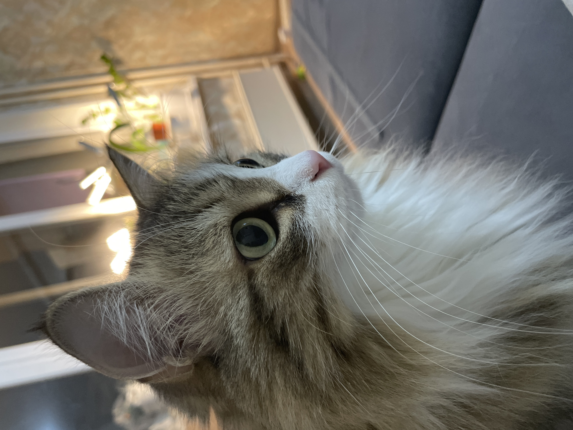 Cat photographed in close-up in Izhevsk home