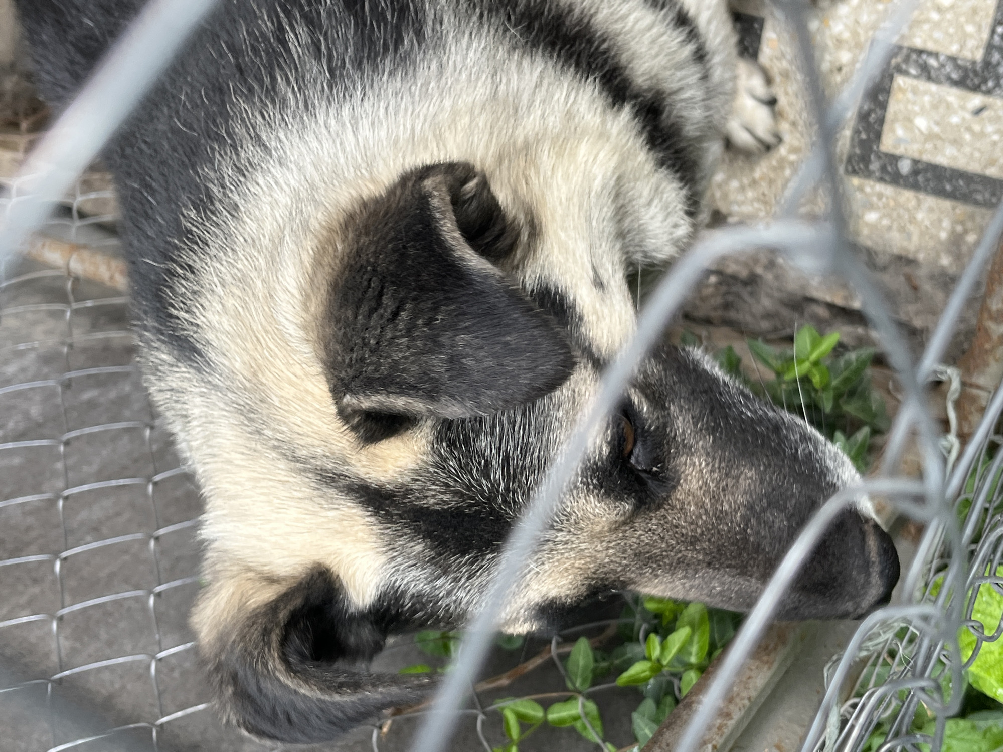 Animal shelter visit in Lviv captures dogs and cats