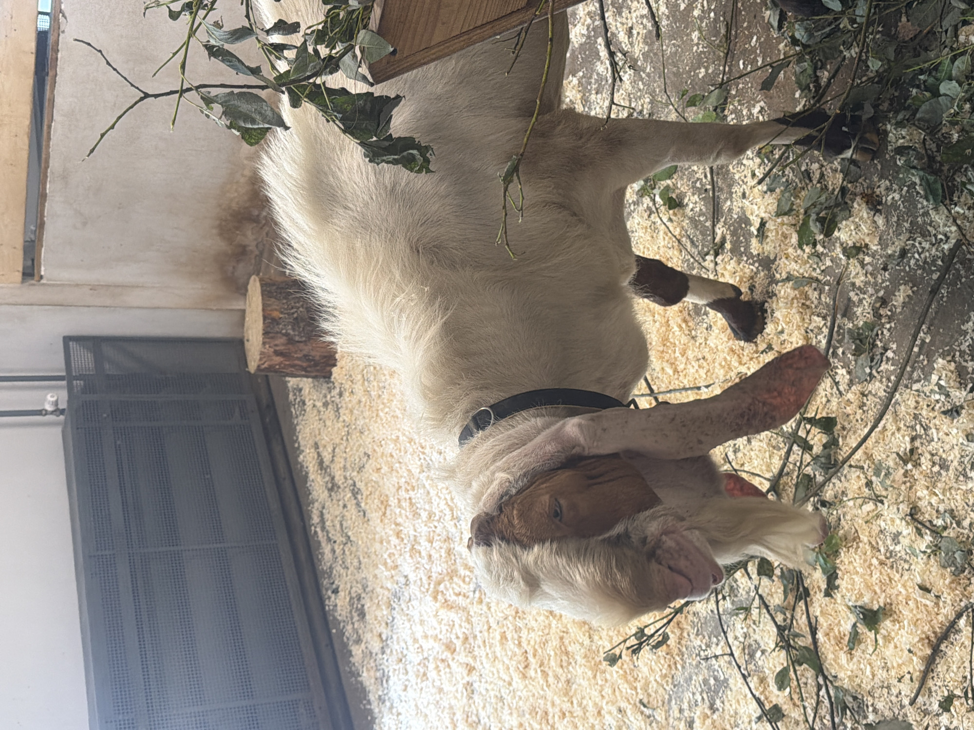 Afternoon stop at Perm Zoo, goats and rabbits up close