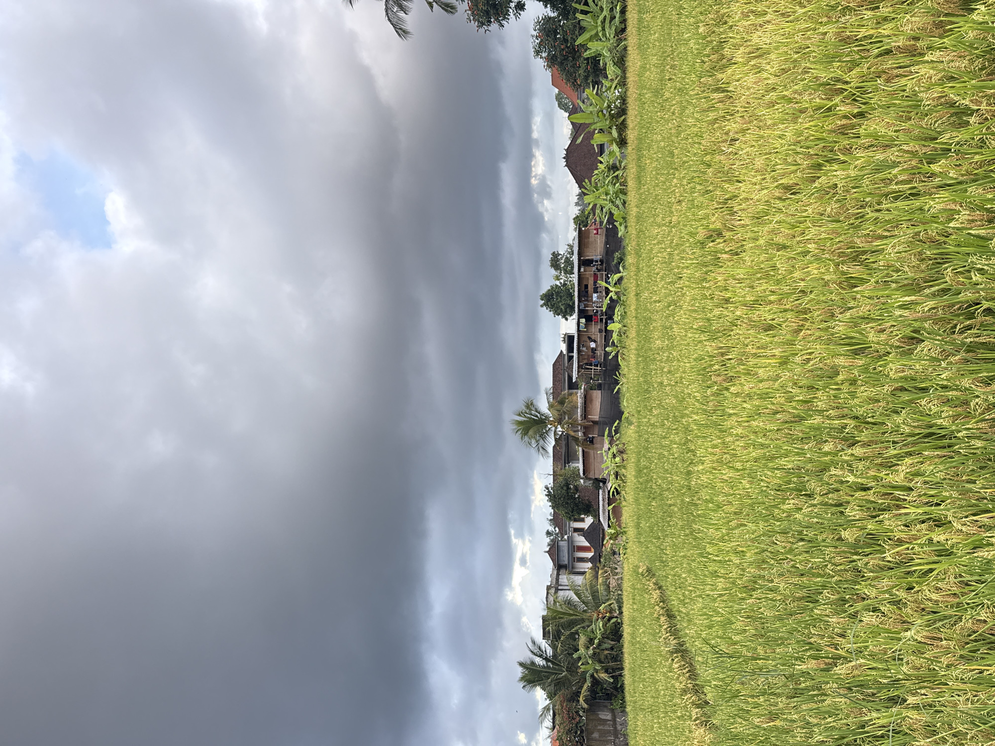 Traditional rural life documented in Ubud rice paddies