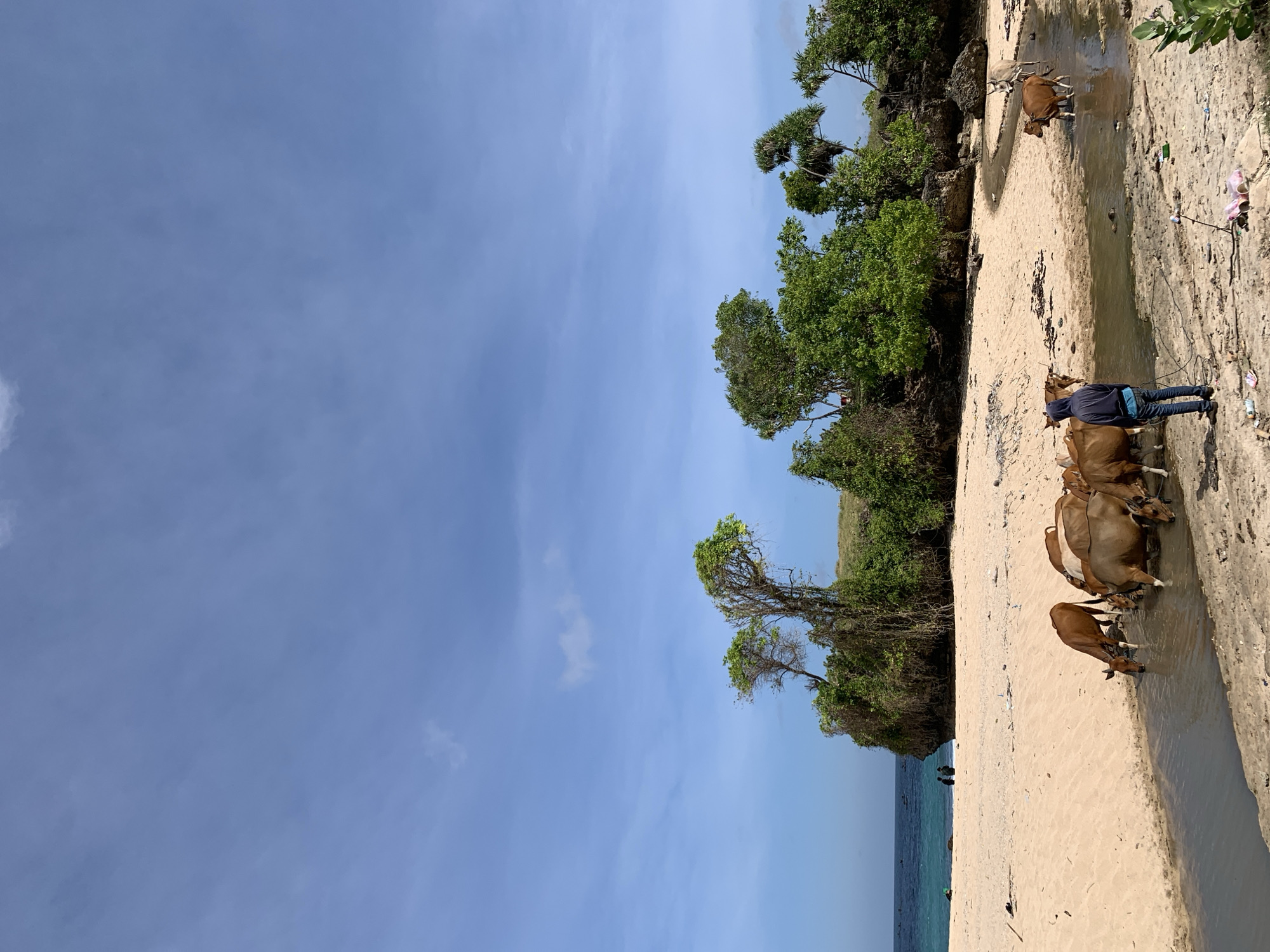 Cattle herding and clifftop picnic on an Indonesian beach
